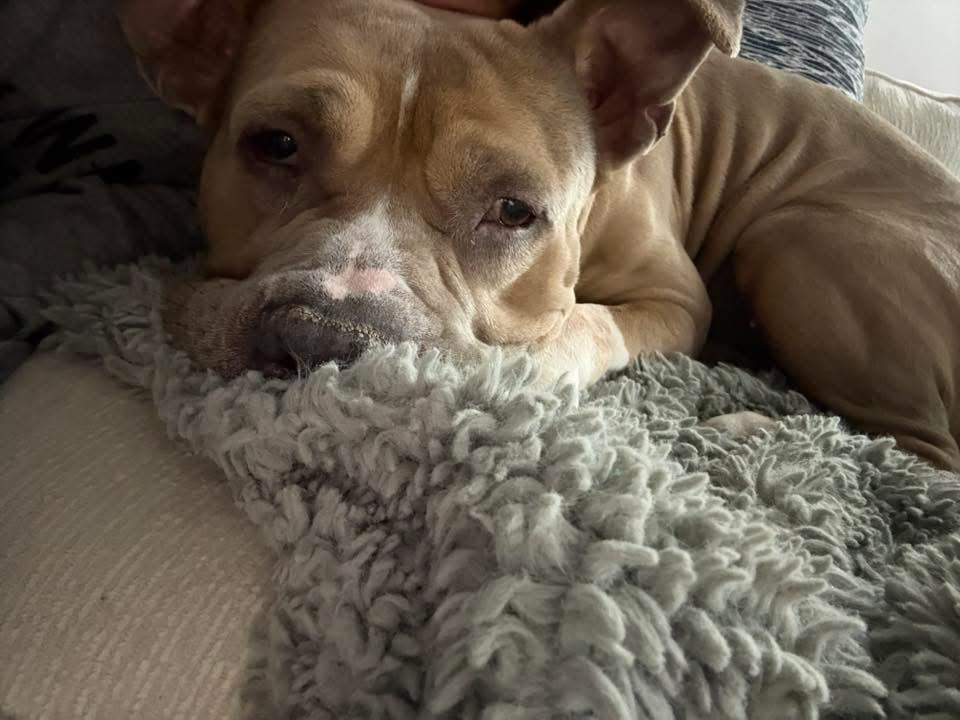 Enlarge Geyser, a Adoptable American Staffordshire Terrier in Wheaton, IL image 6/6