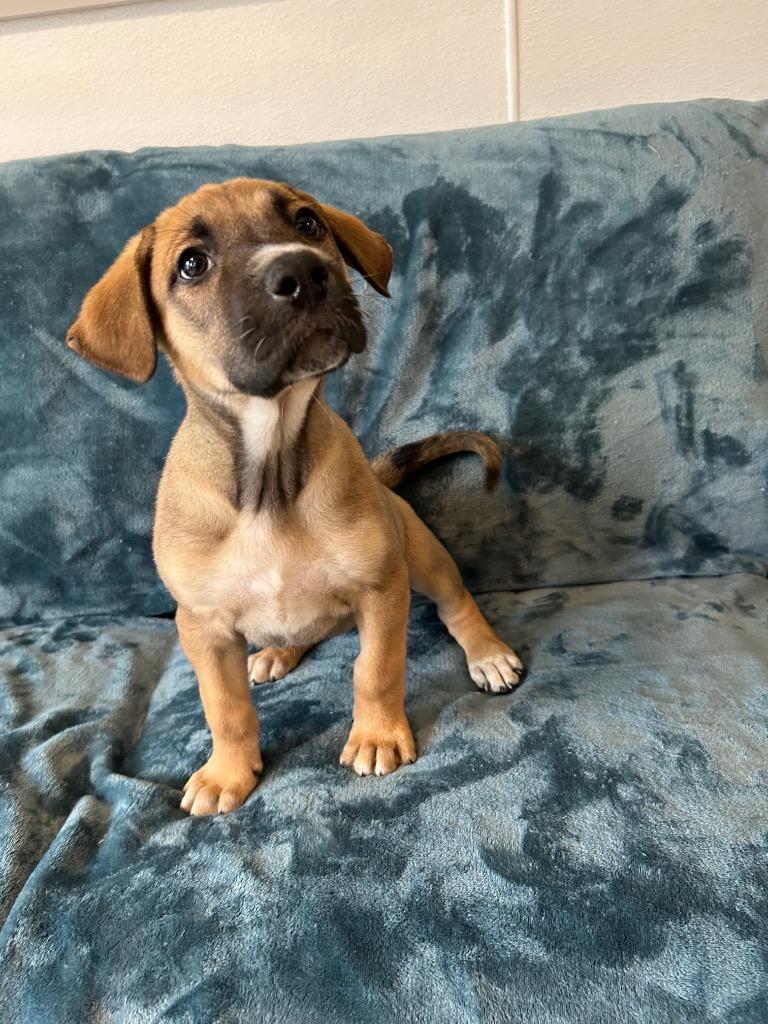 Reagan, Adoptable, Puppy Female Labrador Retriever & Mixed Breed.