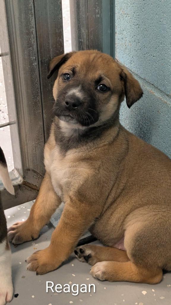 Reagan, a Adoptable mixed breed in Seven Points, TX image 2/2
