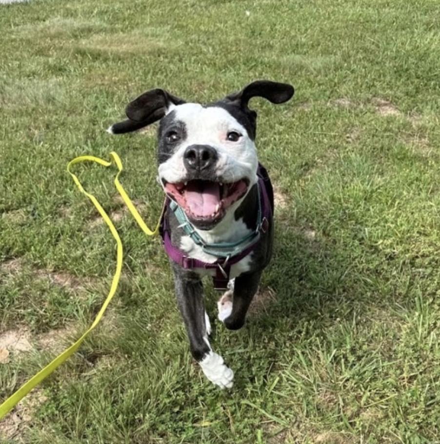 Domino, Adoptable, Senior Male Pit Bull Terrier.