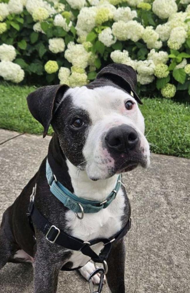 Enlarge Domino, a Adoptable Pit Bull Terrier in Candler, NC image 2/3