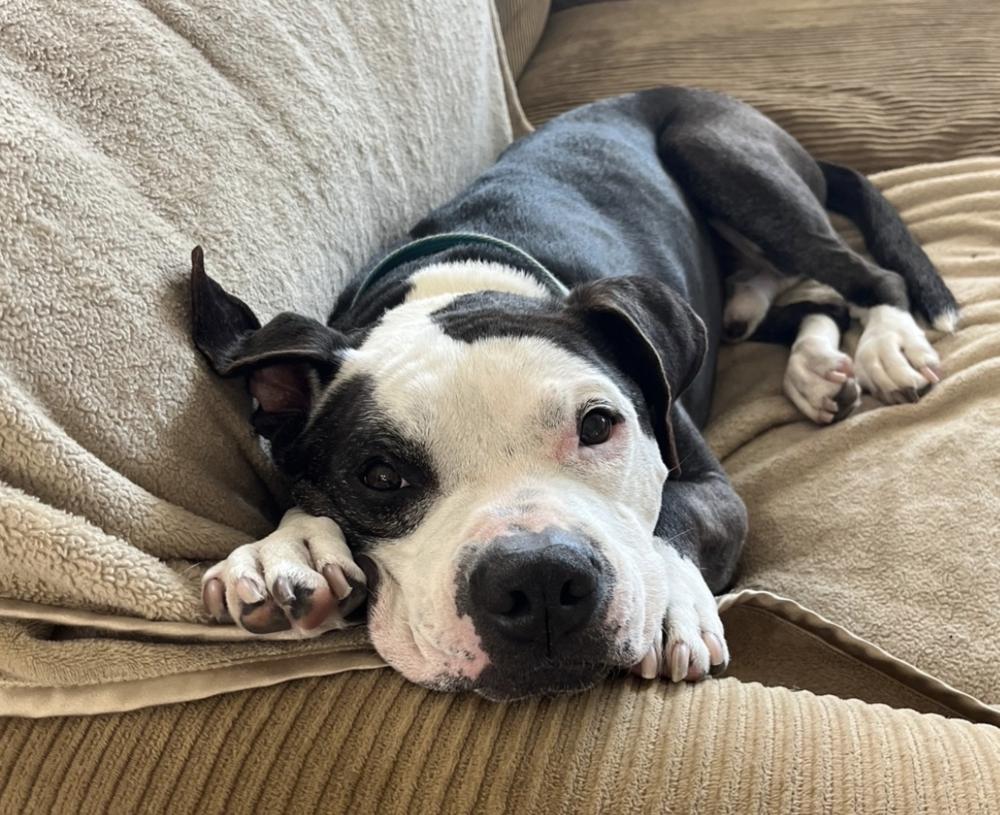 Enlarge Domino, a Adoptable Pit Bull Terrier in Candler, NC image 3/3