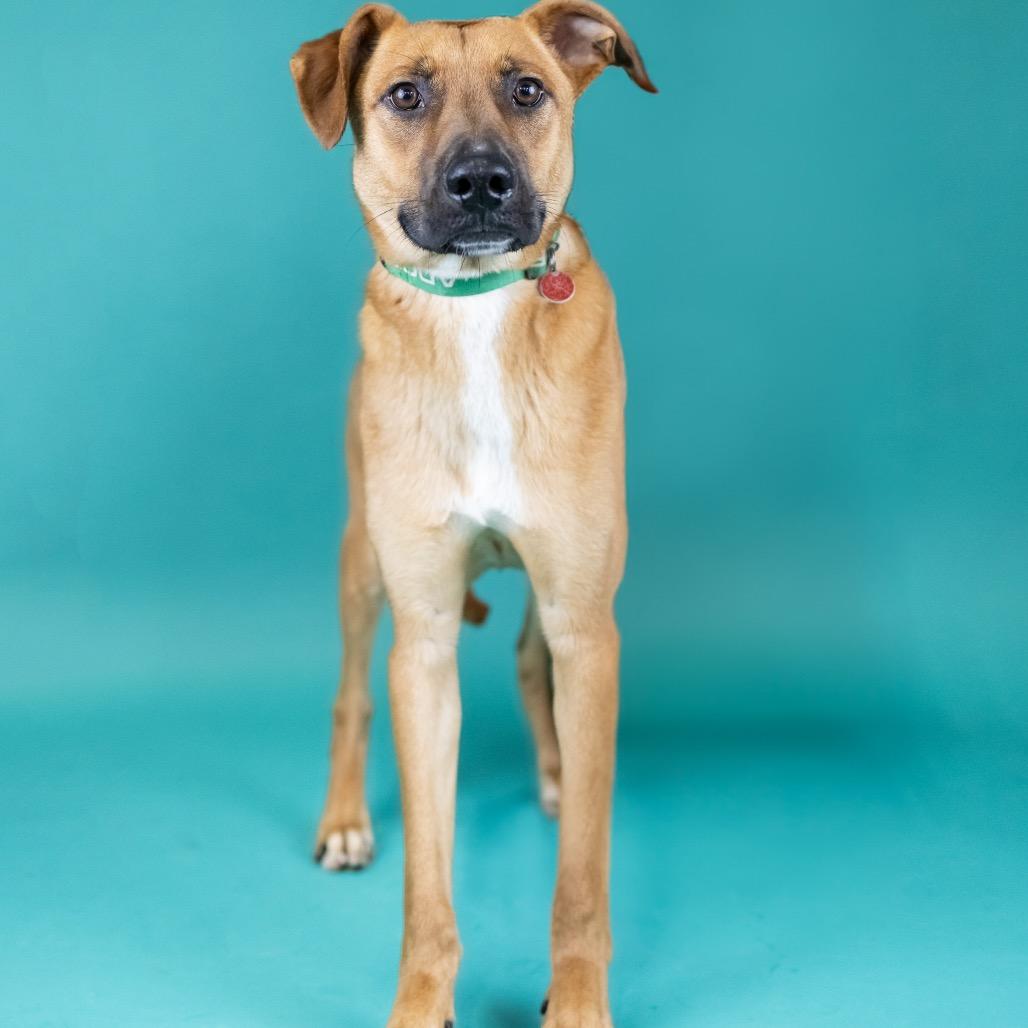 Sprout, a Adoptable Mixed Breed in Portland, OR image 1/4
