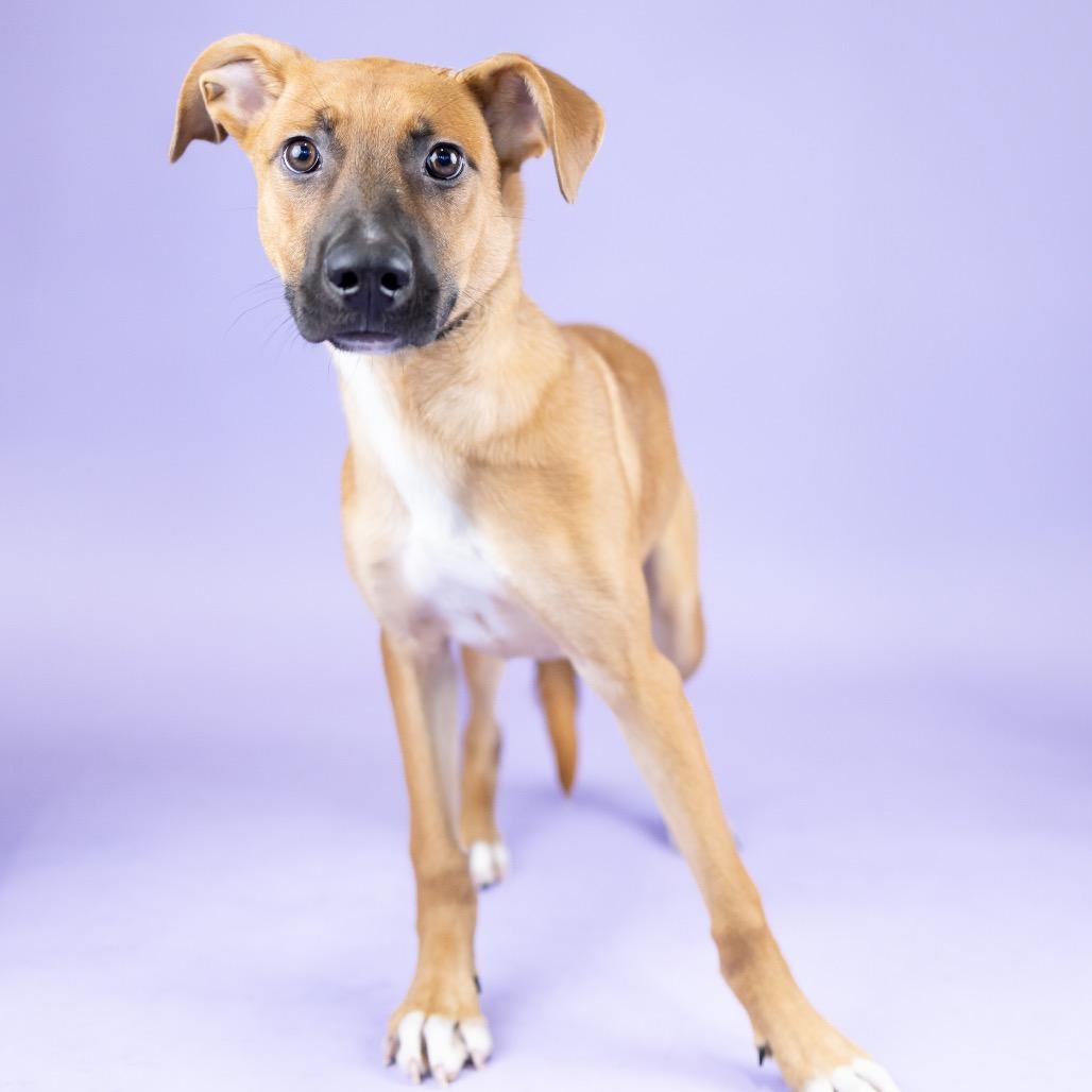 Enlarge Sprout, a Adoptable Mixed Breed in Portland, OR image 1/2
