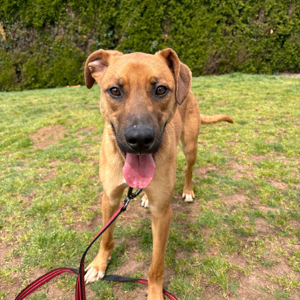 Sprout, a Adoptable Mixed Breed in Portland, OR image 3/4