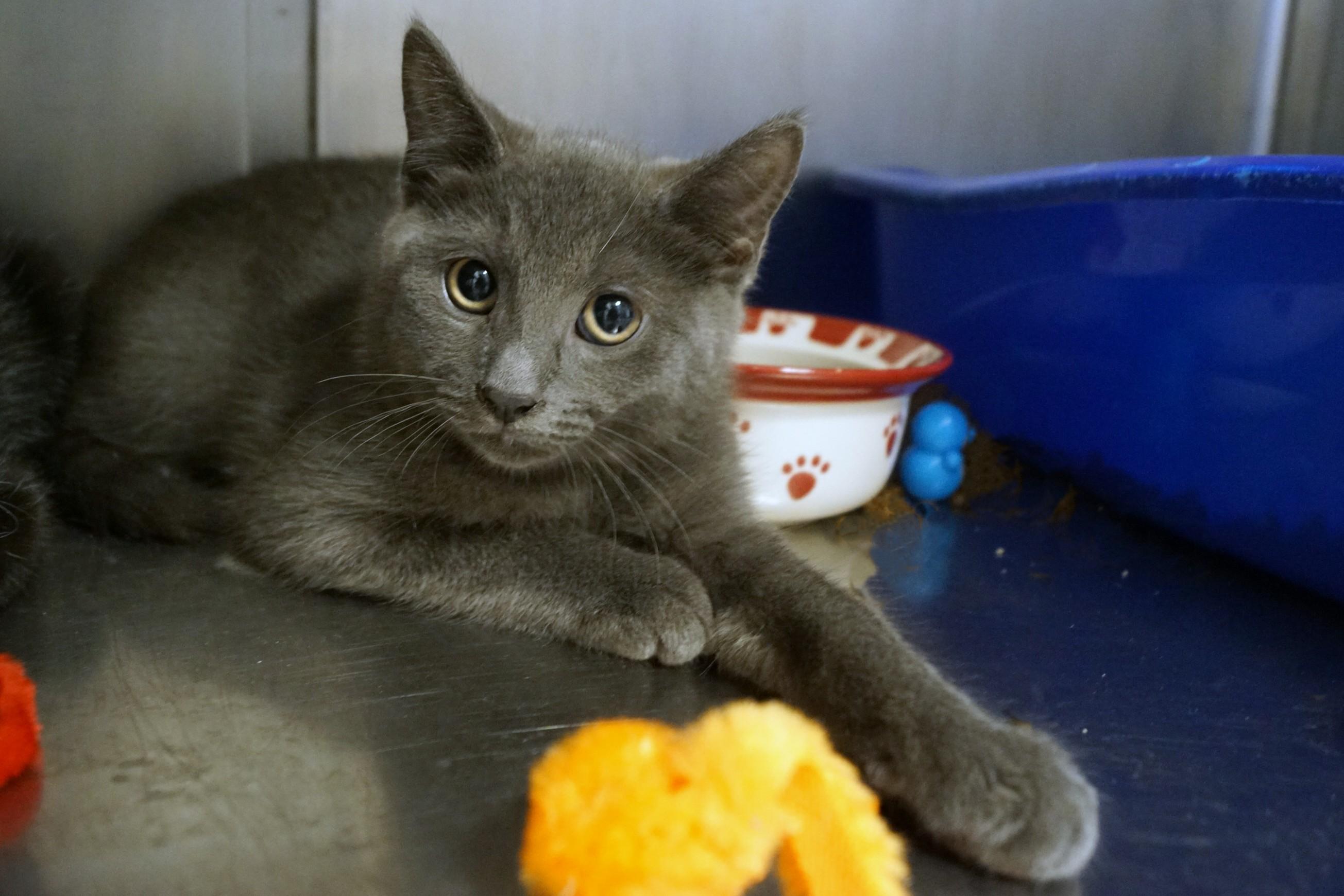 Enlarge Kitten 26-4_Gray, an adopted Domestic Short Hair in New Milford, CT image 1/3
