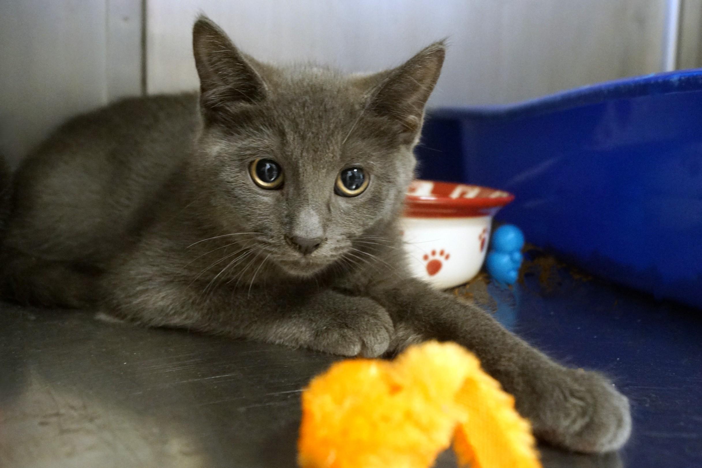 Enlarge Kitten 26-4_Gray, an adopted Domestic Short Hair in New Milford, CT image 3/3