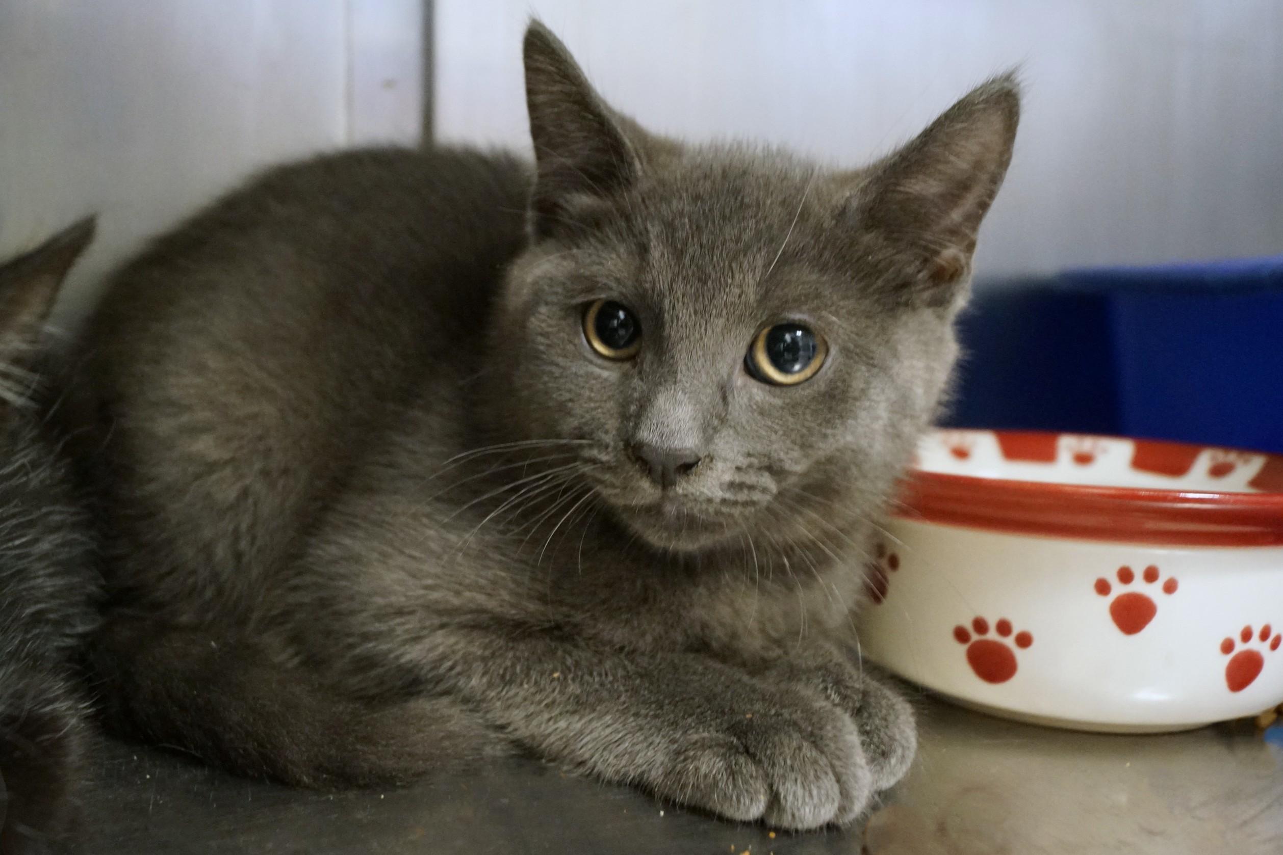 Enlarge Kitten 26-4_Gray, an adopted Domestic Short Hair in New Milford, CT image 2/3