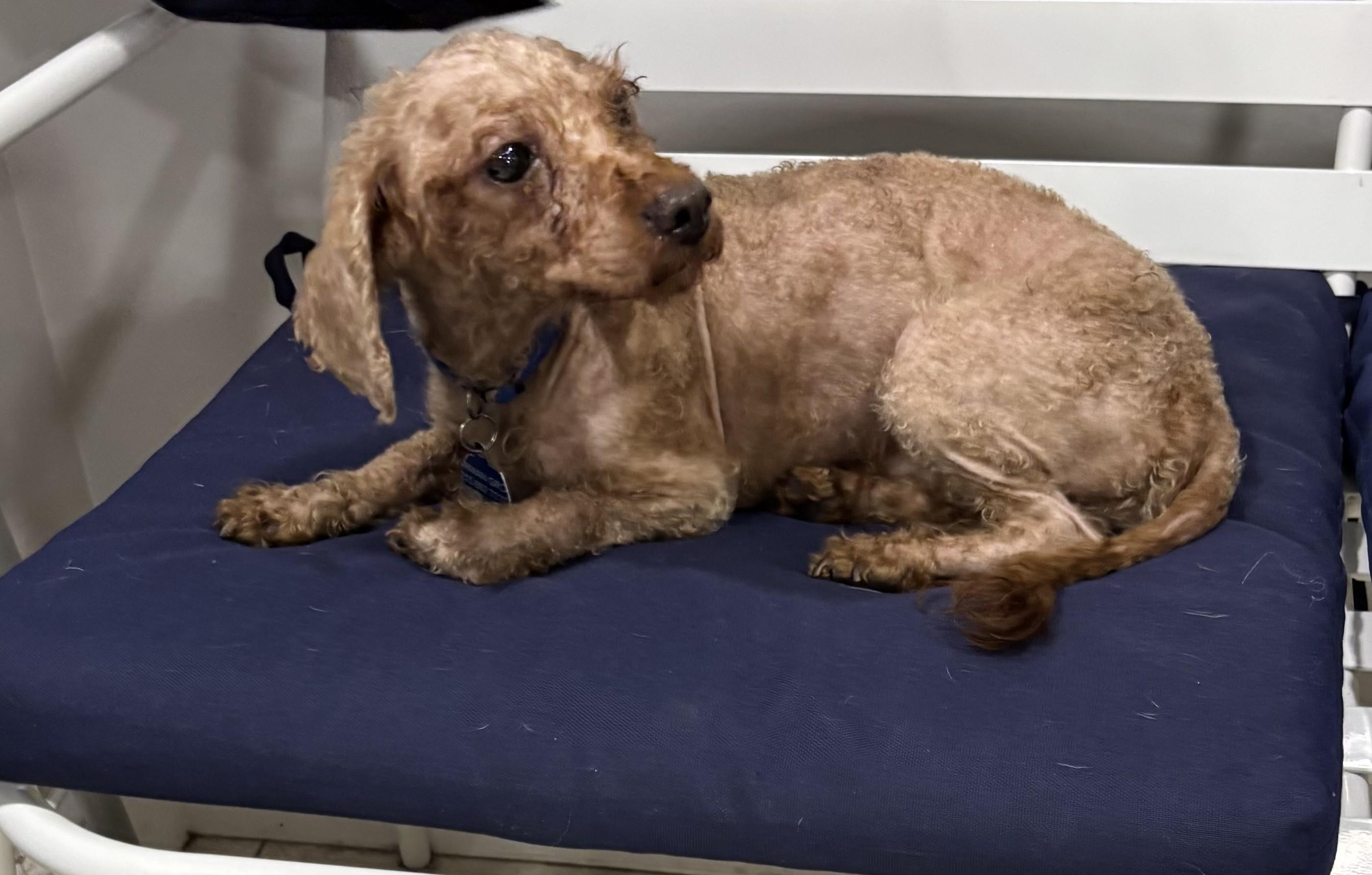 Tony, Adoptable, Young Male Miniature Poodle.