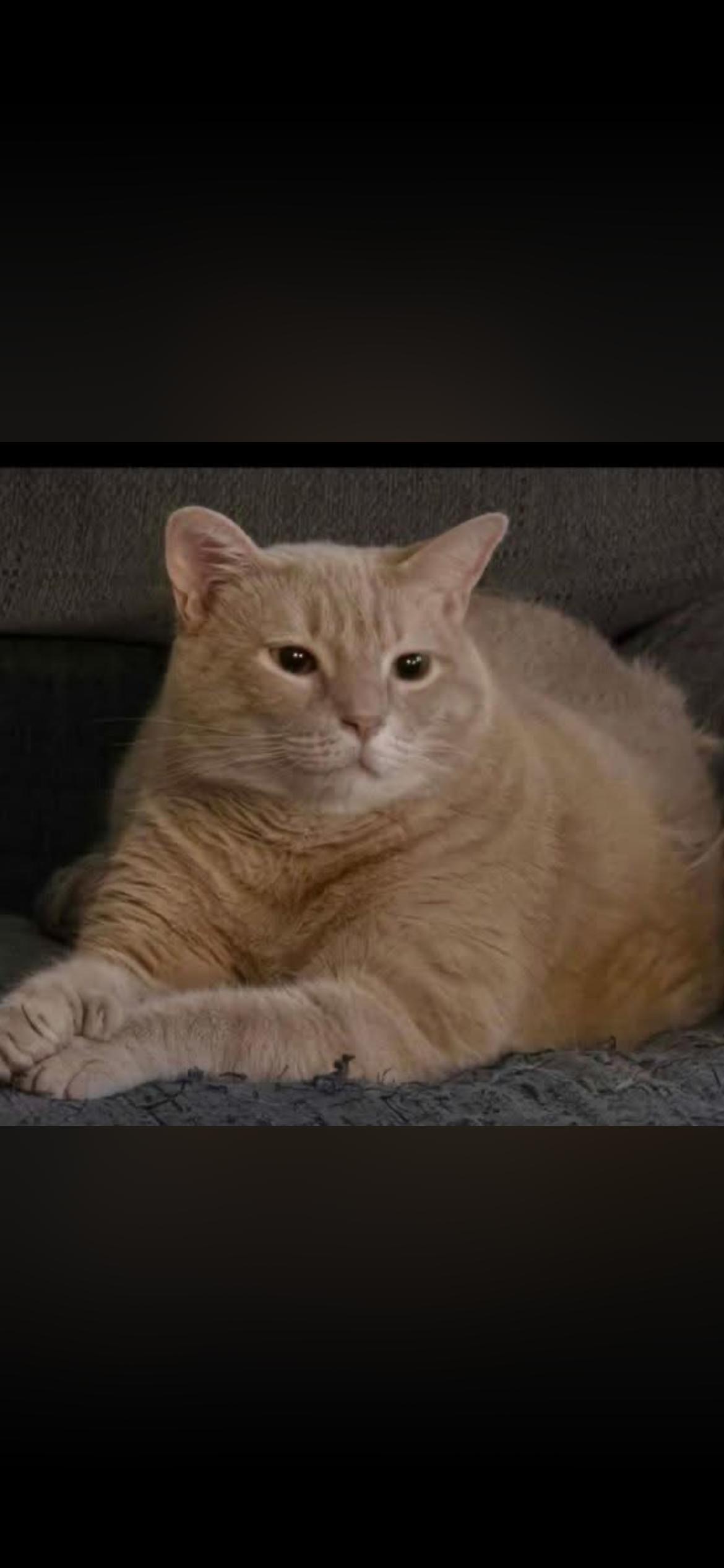 Chino , ADOPTABLE, Adult Male Extra-Toes Cat / Hemingway Polydactyl.