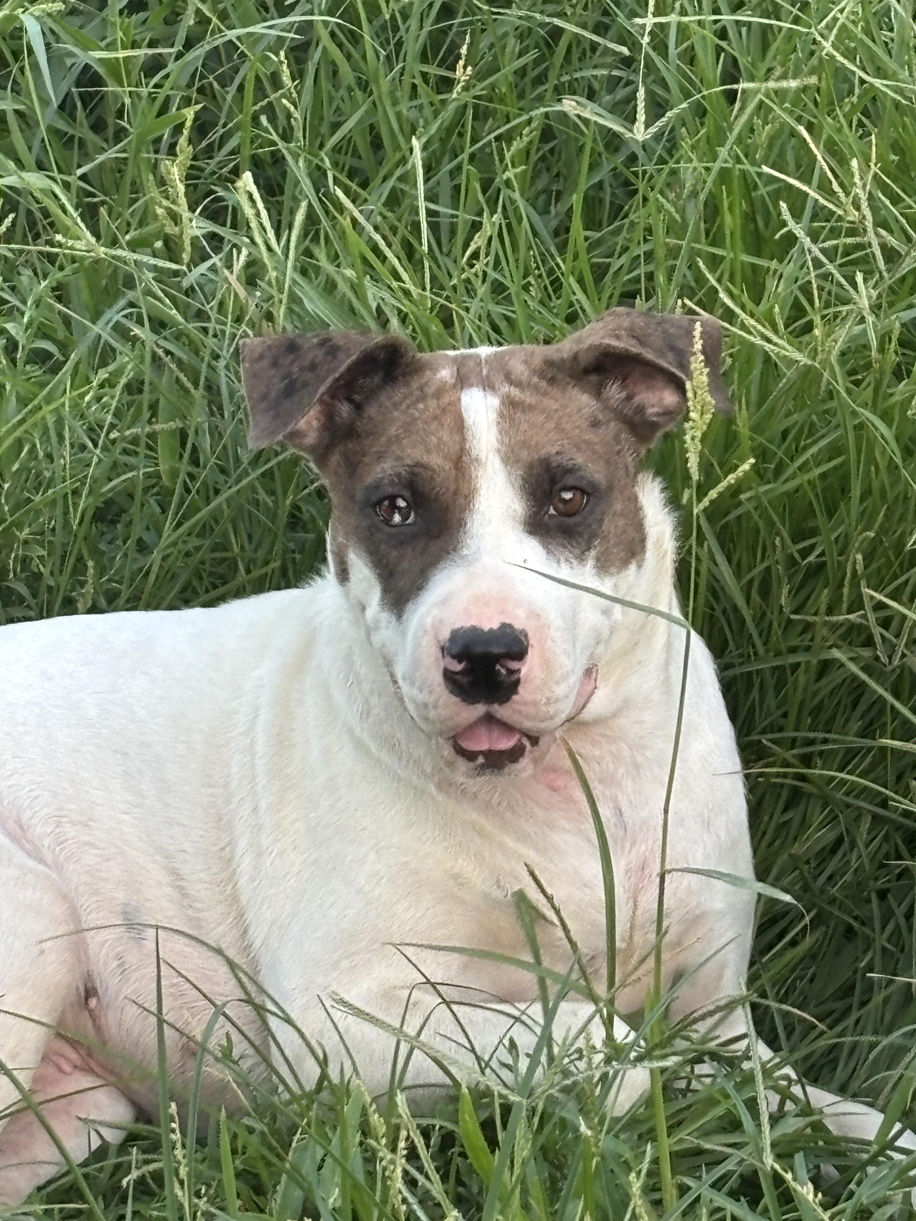 SUGAR, a Adoptable mixed breed in Jackson, TN image 2/6