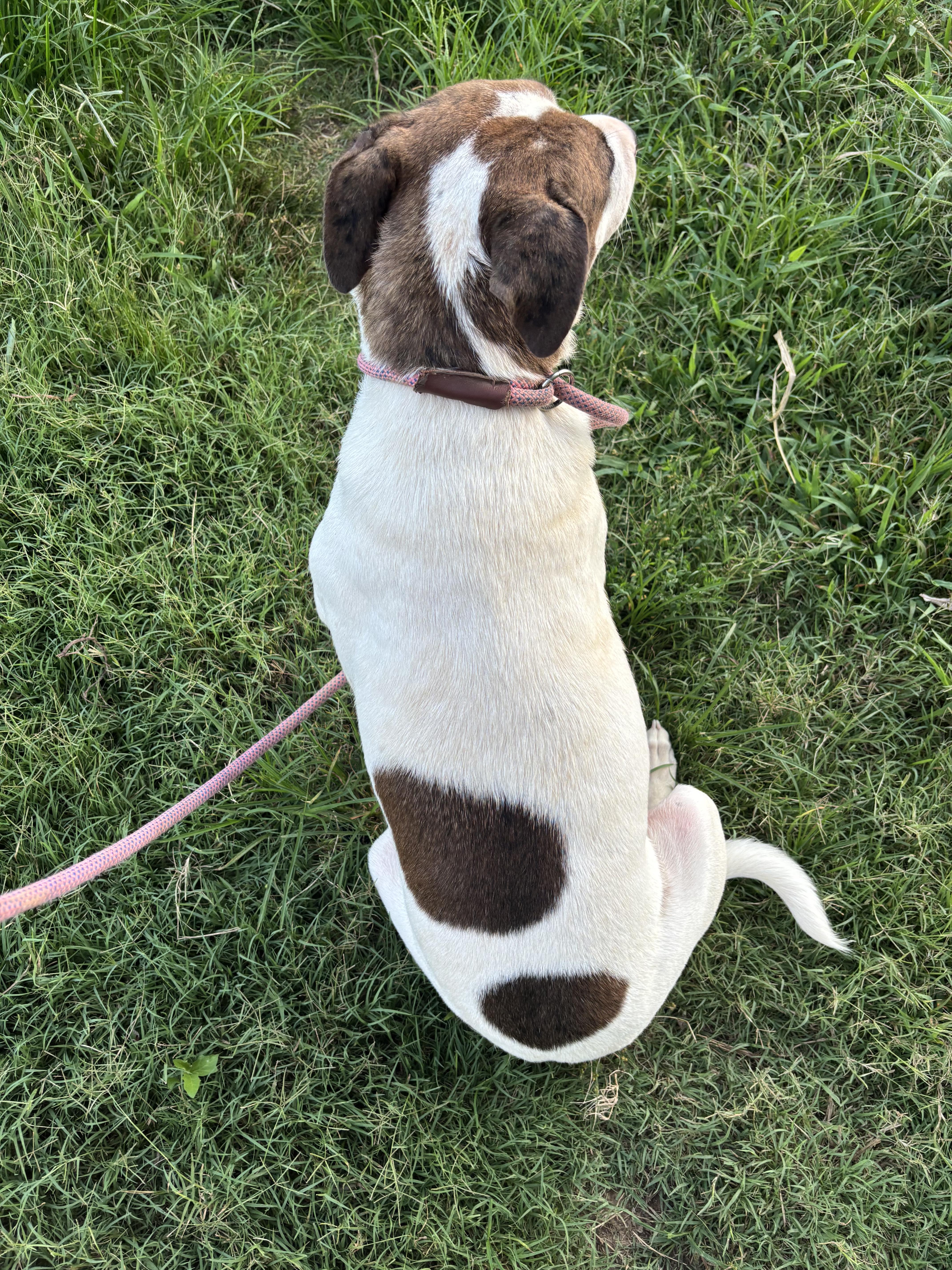 SUGAR, a Adoptable mixed breed in Jackson, TN image 3/6