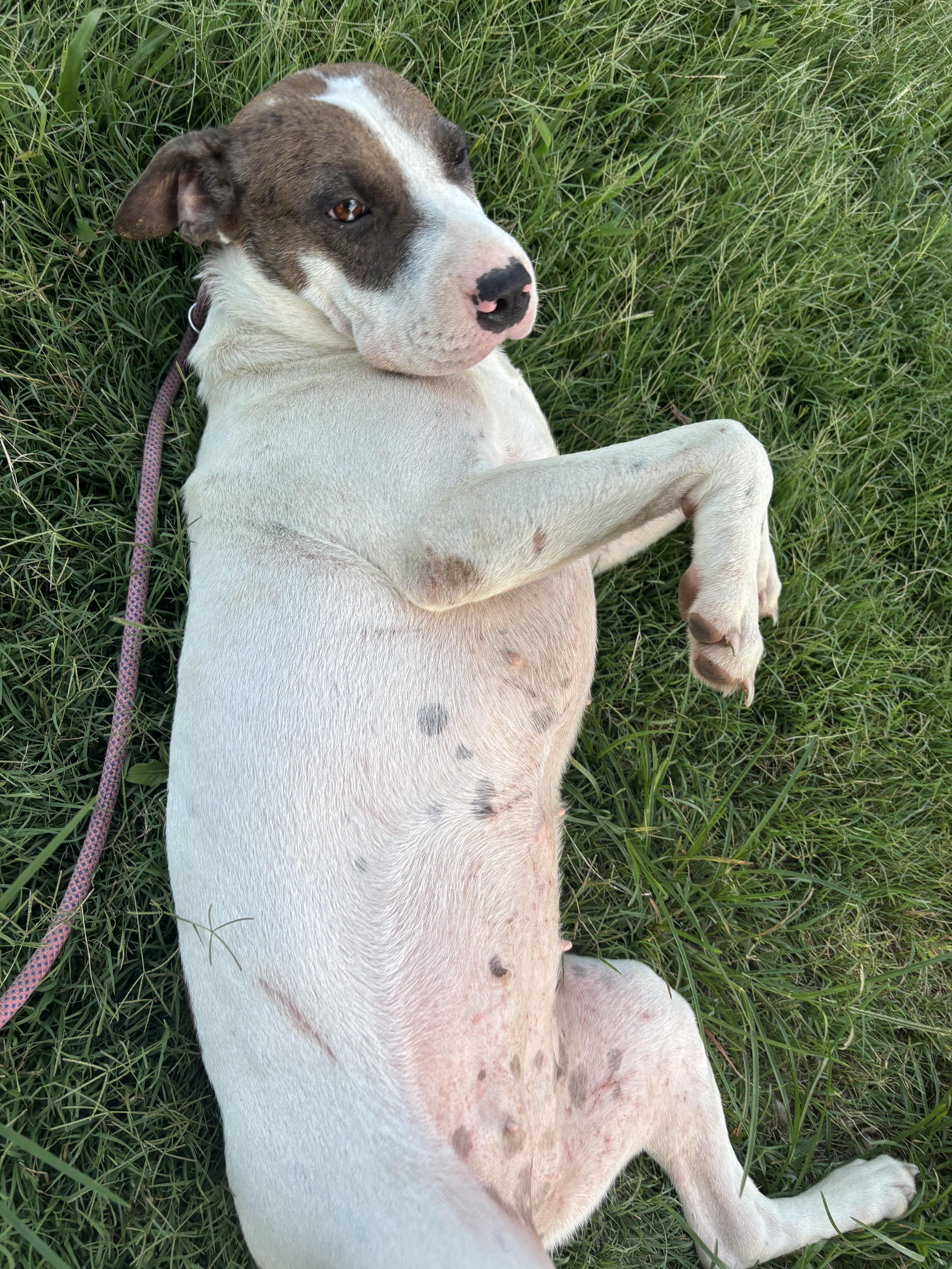 SUGAR, a Adoptable mixed breed in Jackson, TN image 4/6