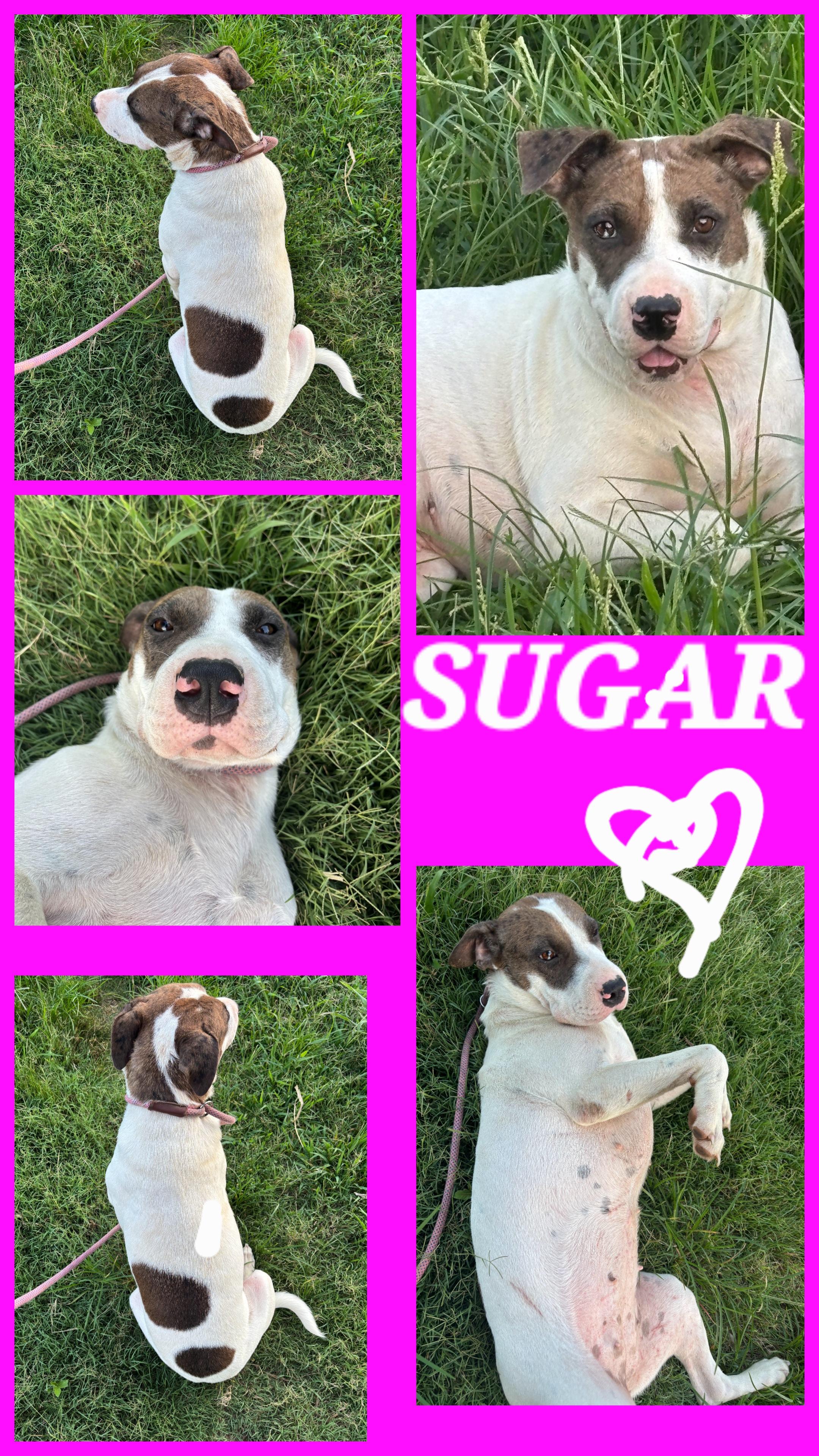 SUGAR, Adoptable, Young Female Japanese Akita & Pointer.