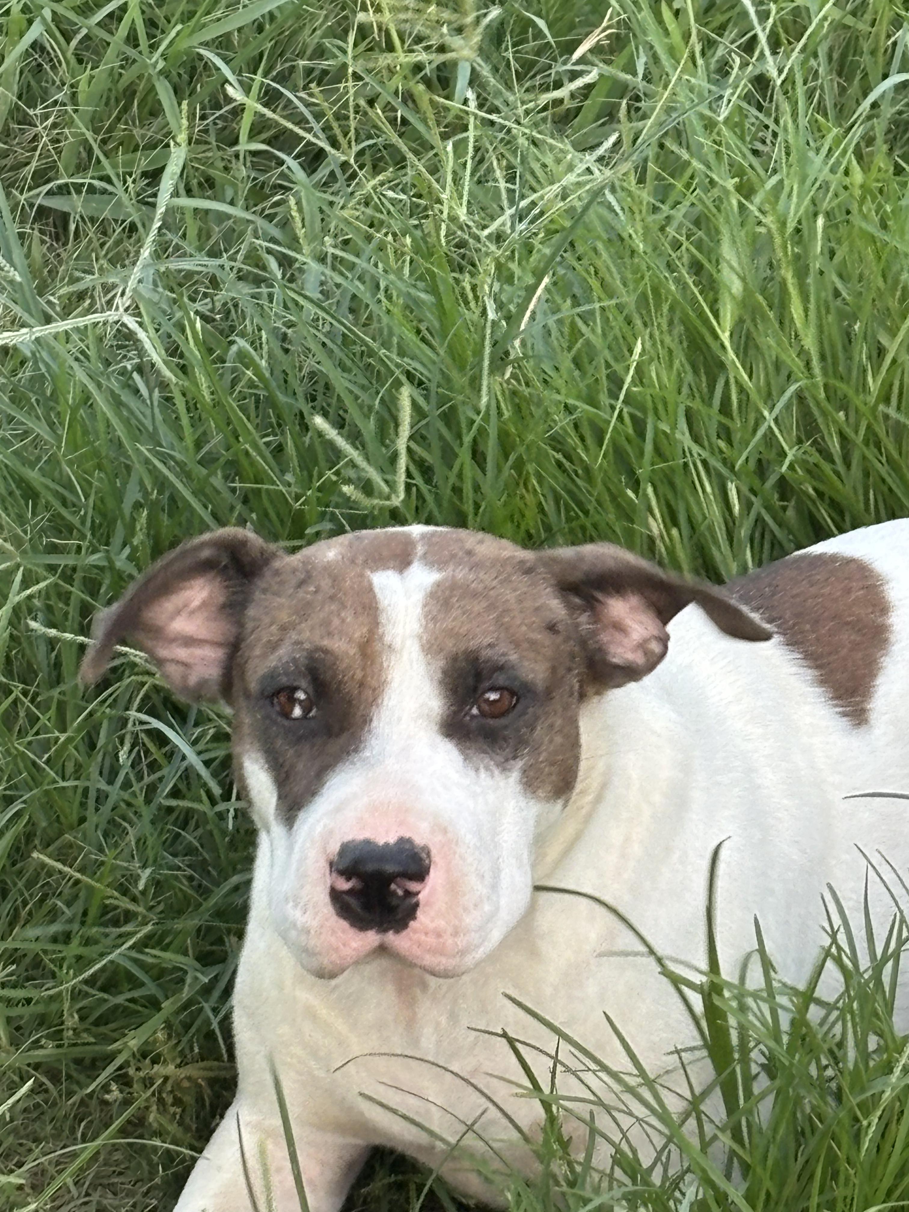 SUGAR, a Adoptable mixed breed in Jackson, TN image 5/6