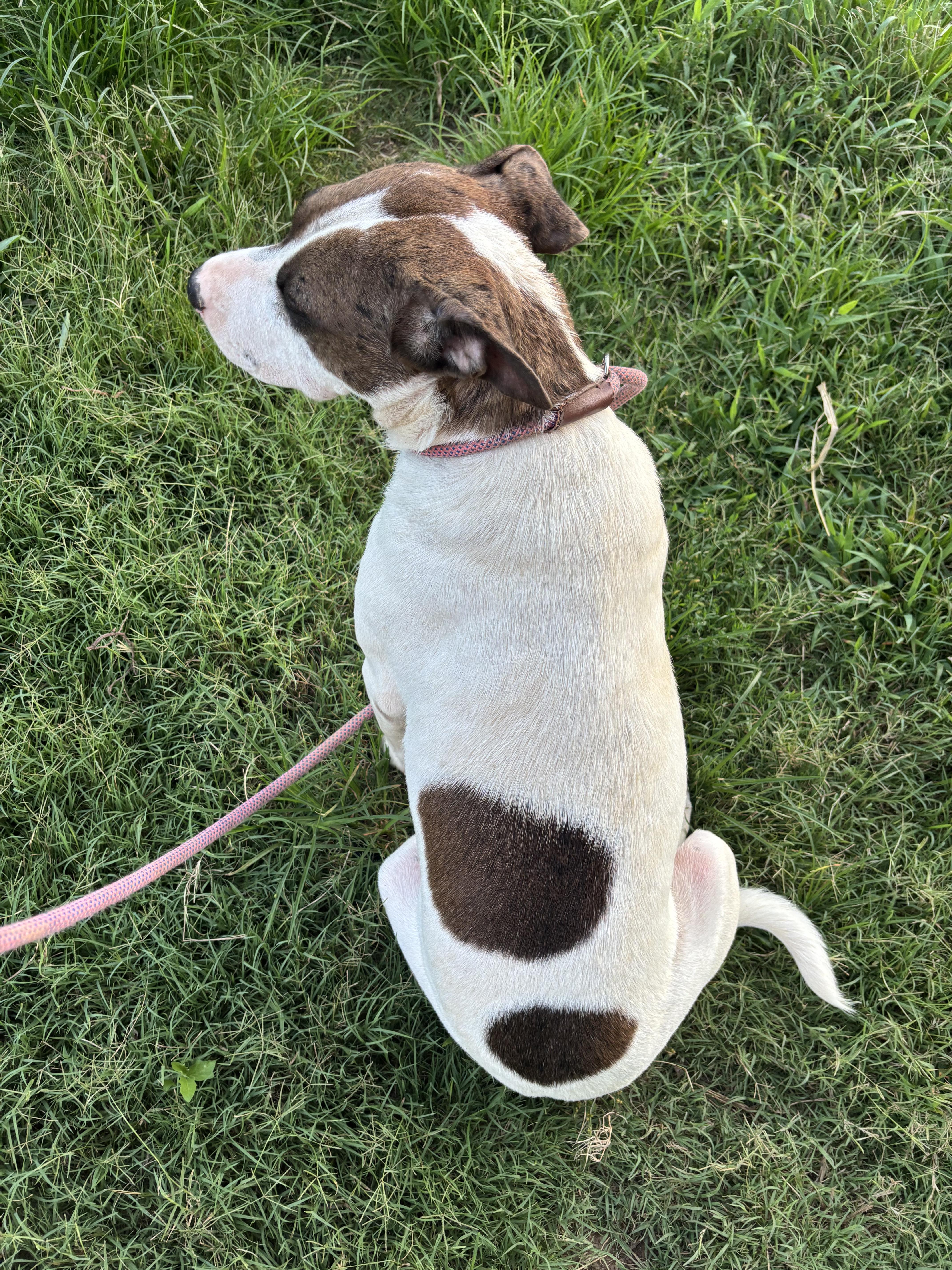 SUGAR, a Adoptable mixed breed in Jackson, TN image 6/6