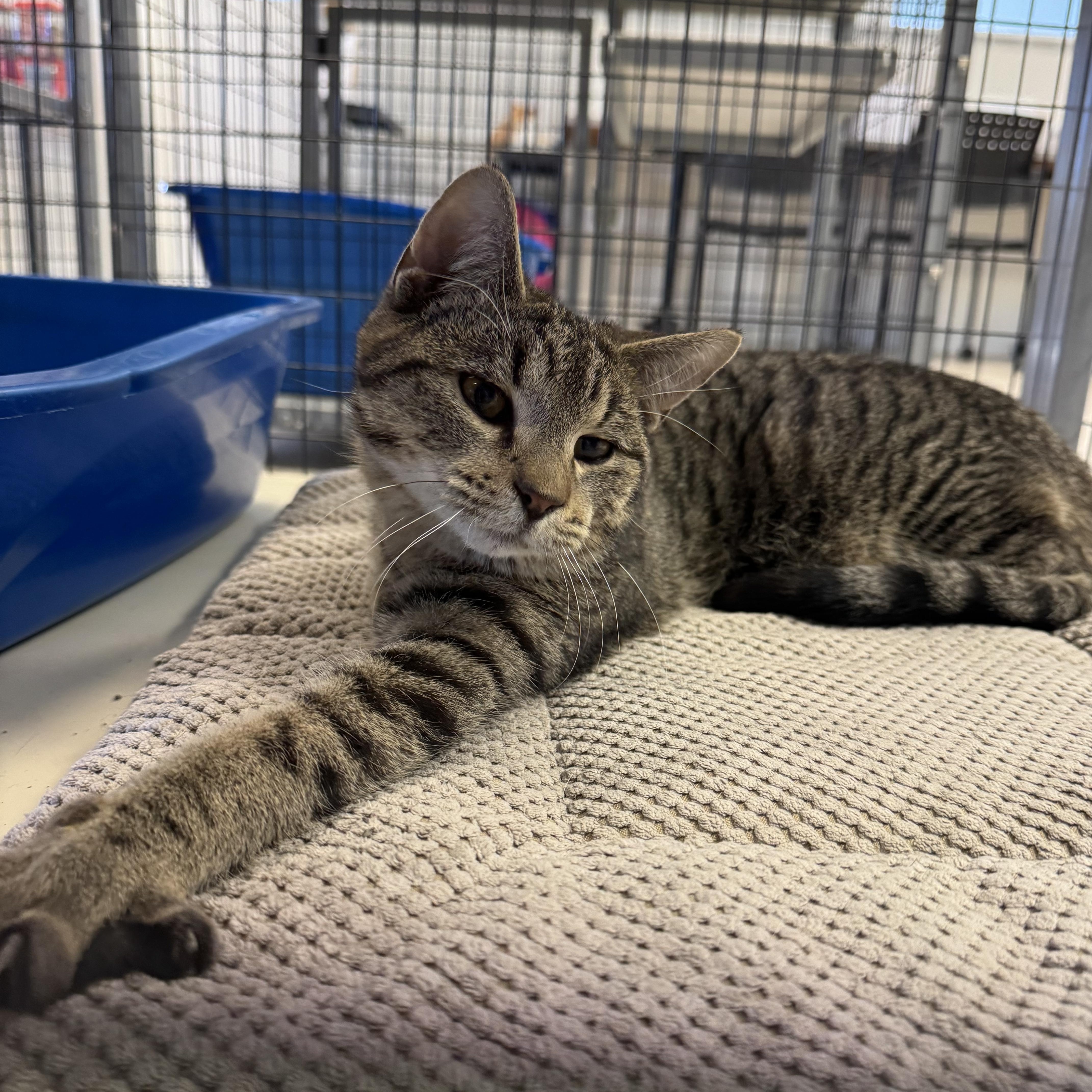 Enlarge Tonka, a ADOPTABLE Domestic Short Hair in Buffalo, MN image 1/1