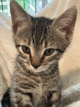 Scottie, ADOPTABLE, Kitten Male Domestic Short Hair.