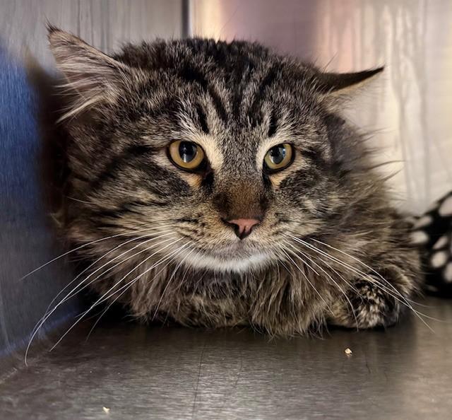 CHANDLER, Adoptable, Adult Male Domestic Long Hair & Domestic Short Hair.