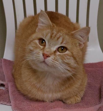 Garfield, Adoptable, Adult Male Domestic Short Hair & Domestic Short Hair.