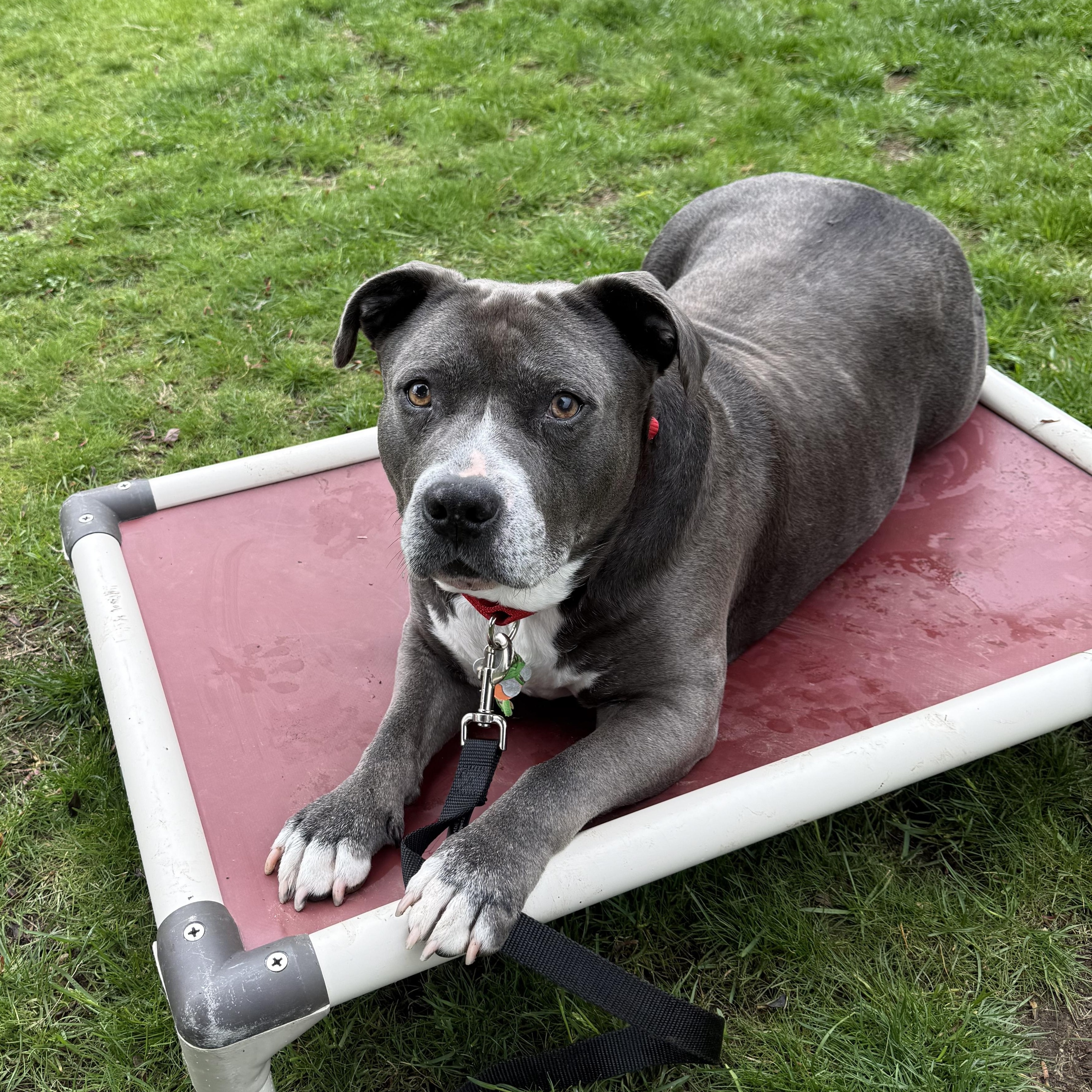 Enlarge Roo, an adopted Pit Bull Terrier in Nutting Lake, MA image 2/5