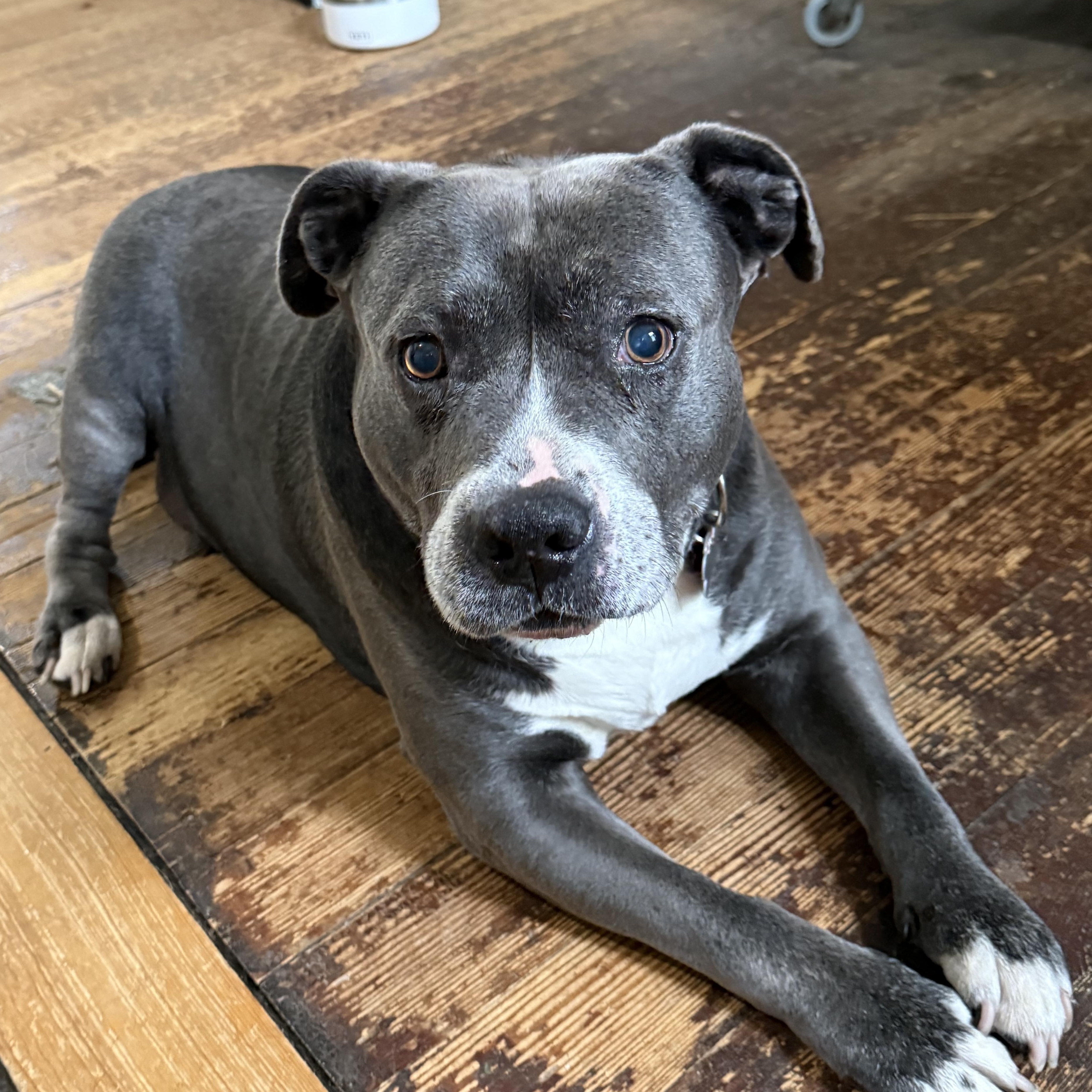 Enlarge Roo, an adopted Pit Bull Terrier in Nutting Lake, MA image 4/5