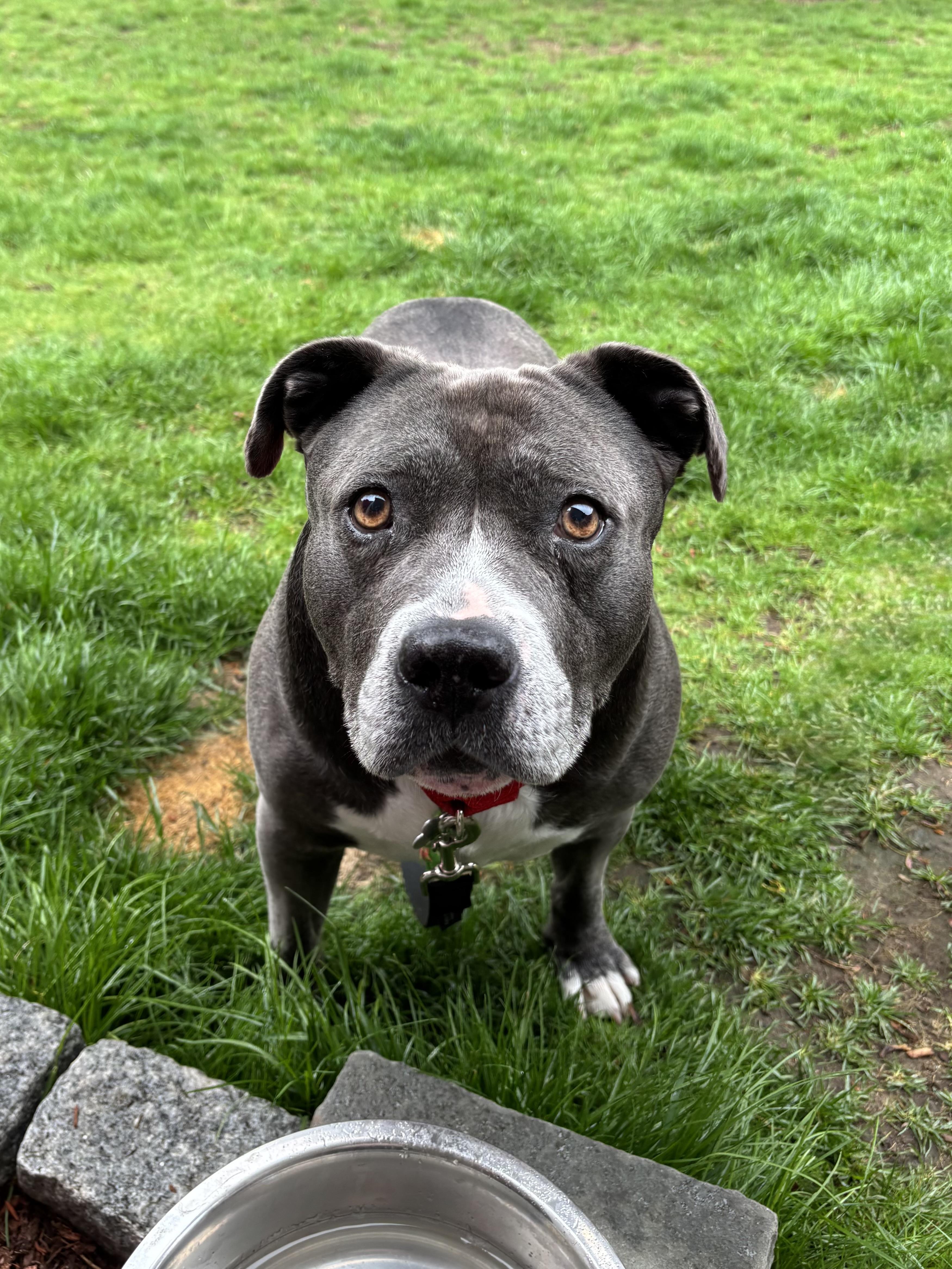 Roo, adopted, Senior Male Pit Bull Terrier.