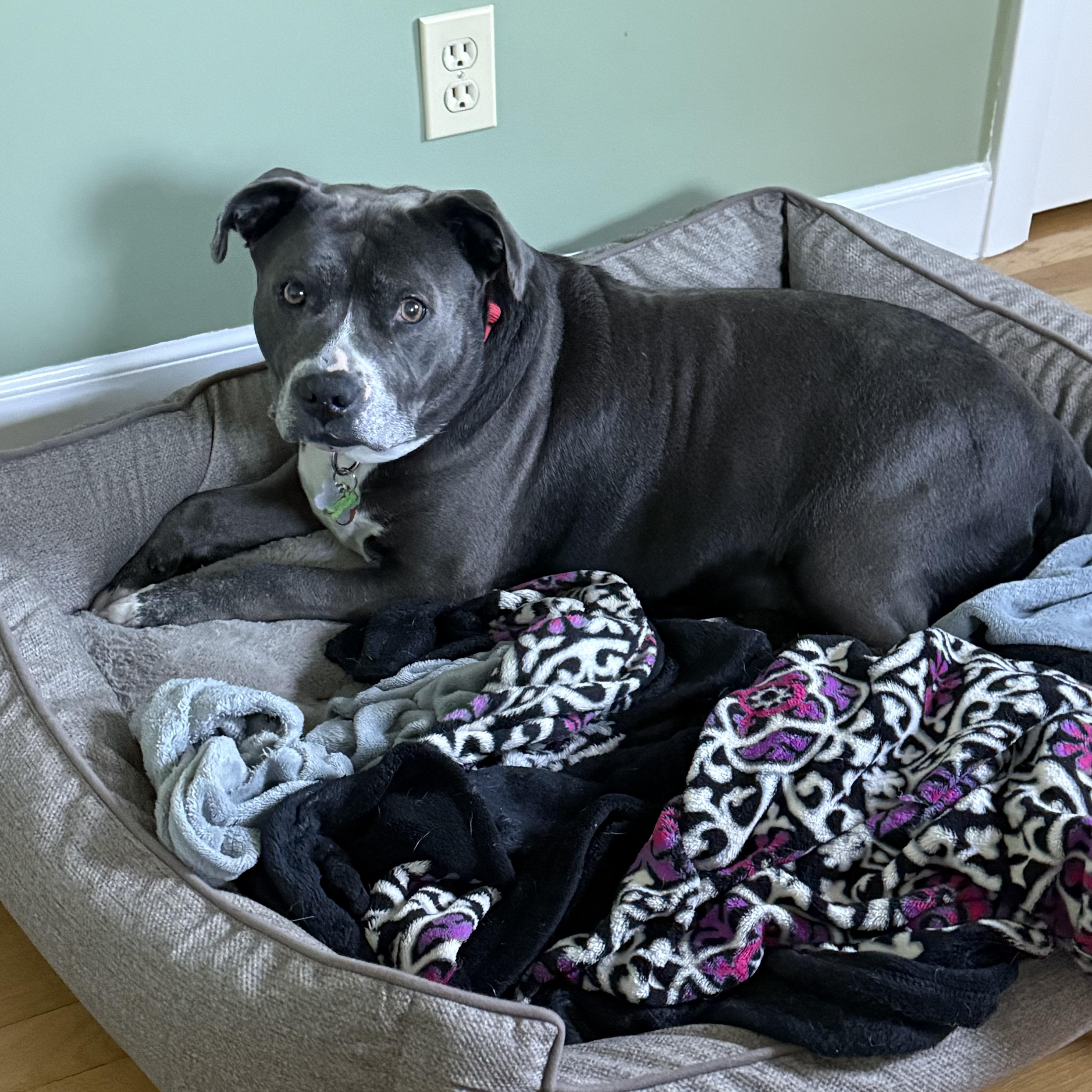 Enlarge Roo, an adopted Pit Bull Terrier in Nutting Lake, MA image 5/5