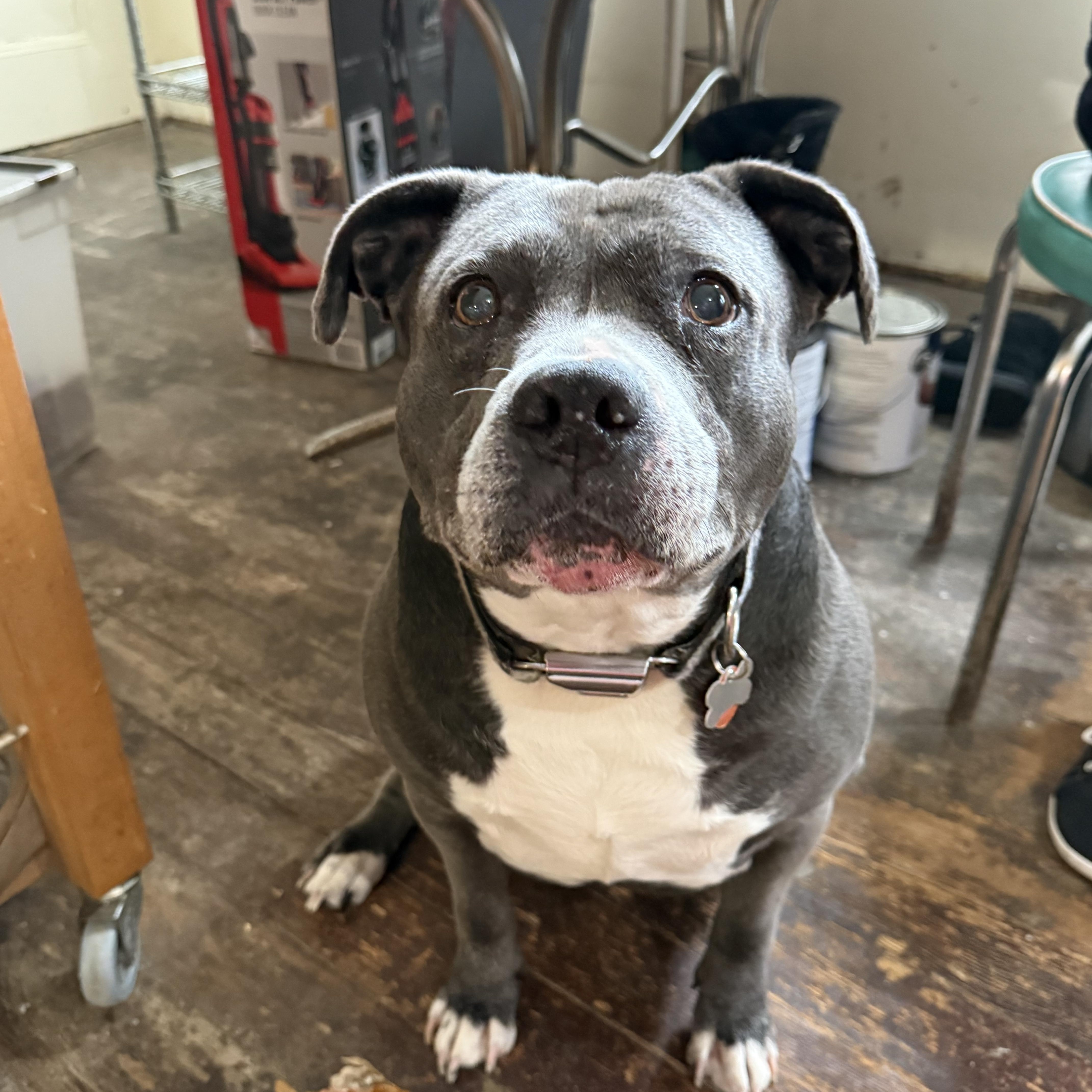 Enlarge Roo, an adopted Pit Bull Terrier in Nutting Lake, MA image 3/5