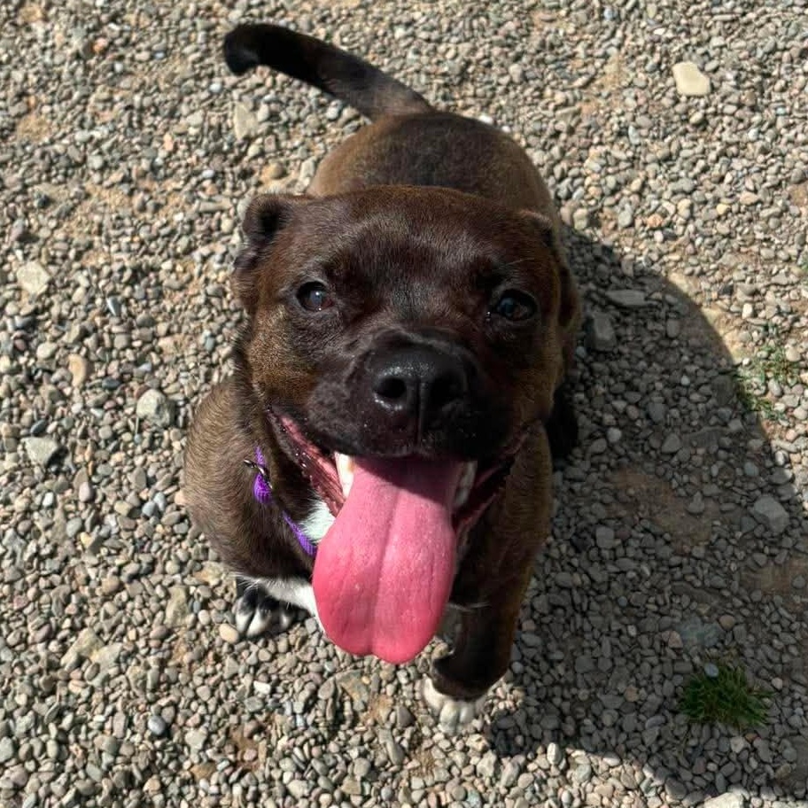 Shandy, a ADOPTABLE mixed breed in Tioga, PA image 3/6
