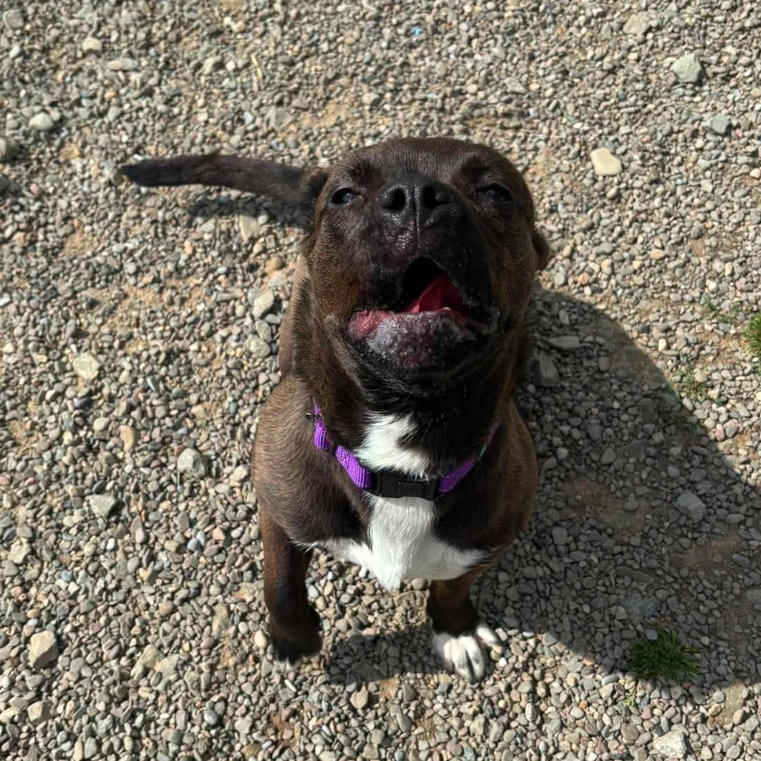 Shandy, a ADOPTABLE mixed breed in Tioga, PA image 4/6