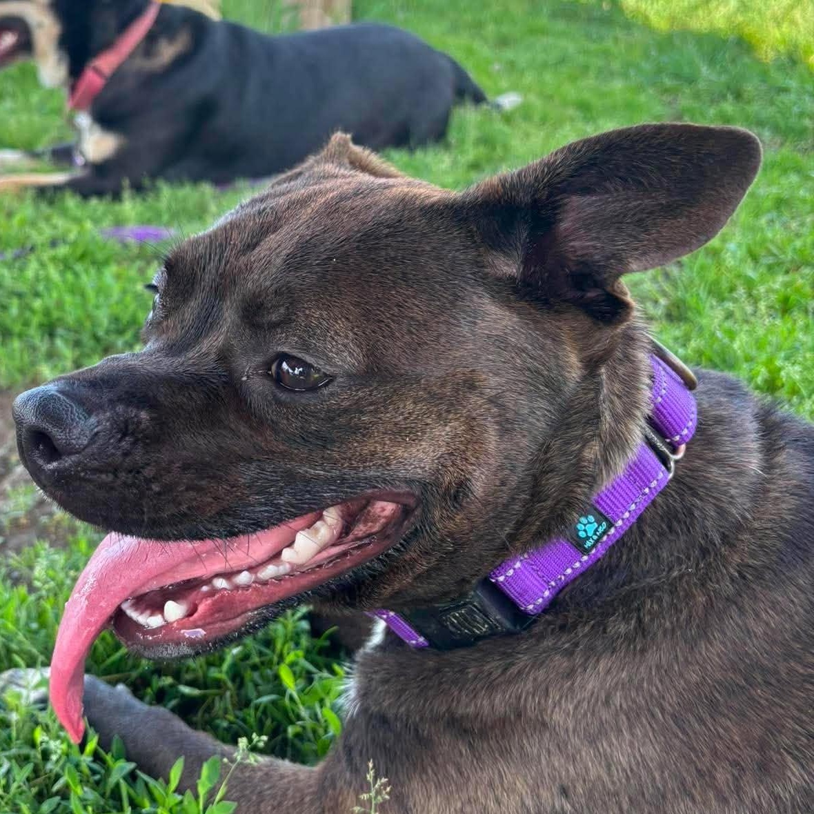 Shandy, ADOPTABLE, Young Female Pug & Pit Bull Terrier.