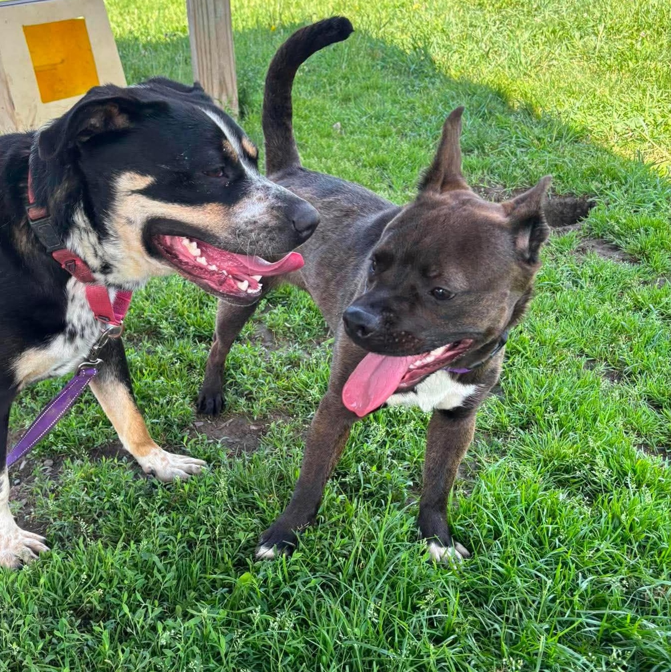 Shandy, a ADOPTABLE mixed breed in Tioga, PA image 5/6