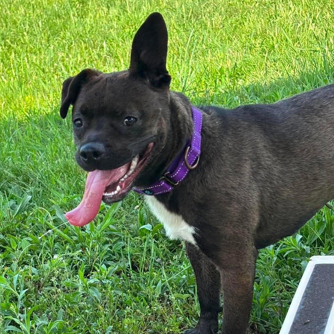 Shandy, a ADOPTABLE mixed breed in Tioga, PA image 2/6