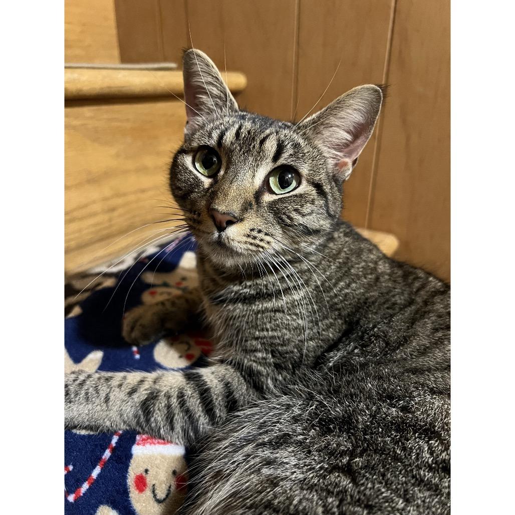 Enlarge Kiwi, a Adoptable Domestic Short Hair in Bloomington, IN image 3/4