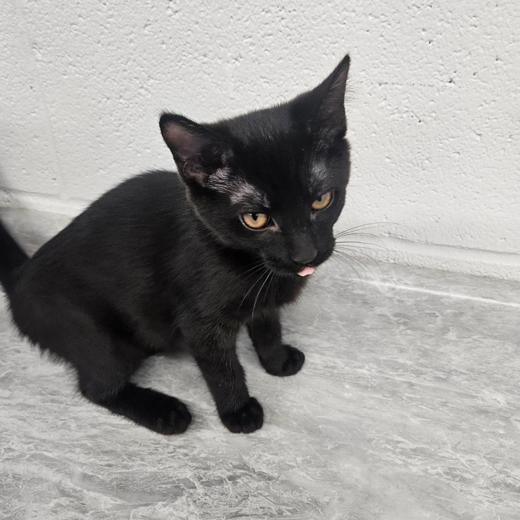 Barkley, Adoptable, Kitten Female Domestic Short Hair.