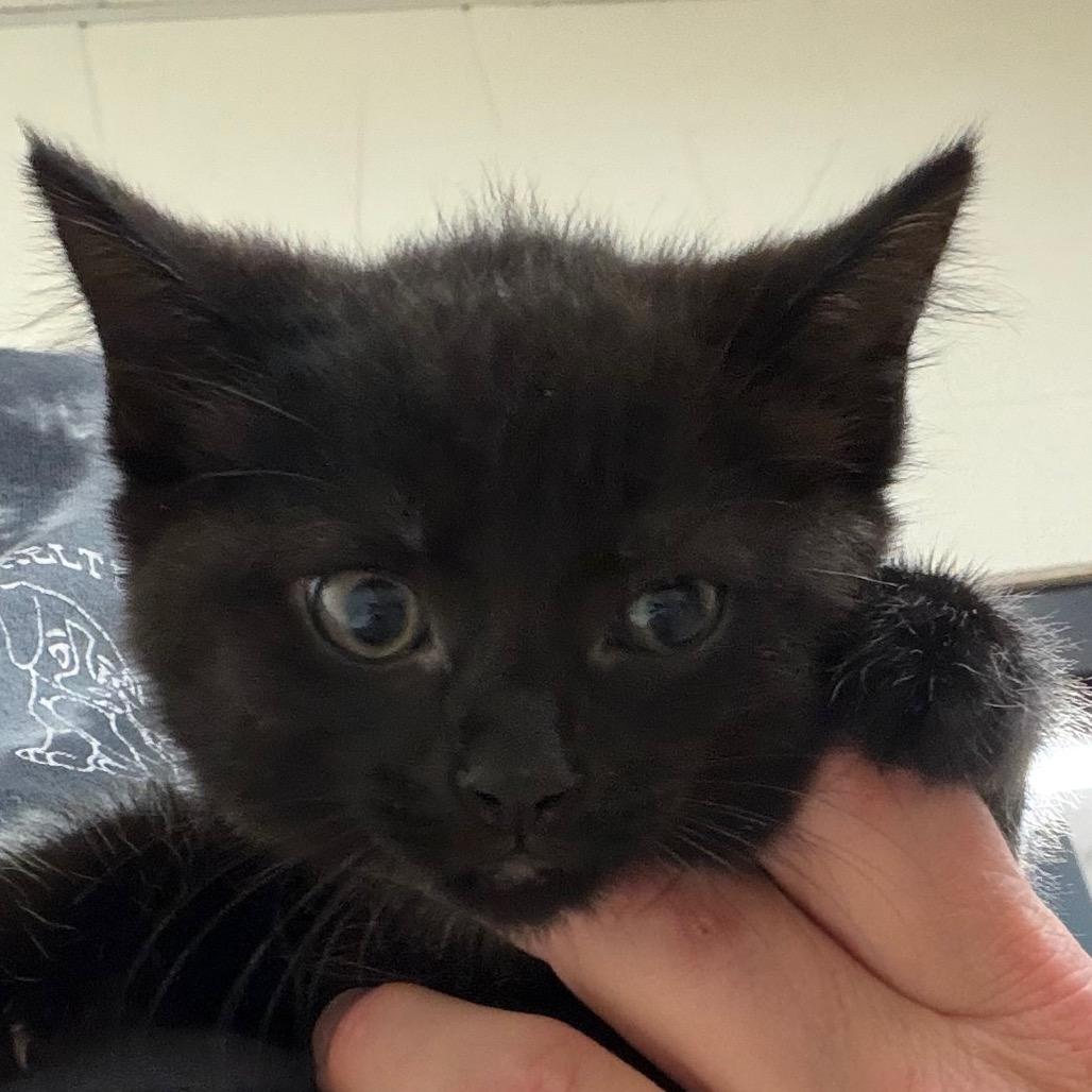 Enlarge Barkley, a Adoptable Domestic Short Hair in Zanesville, OH image 2/2