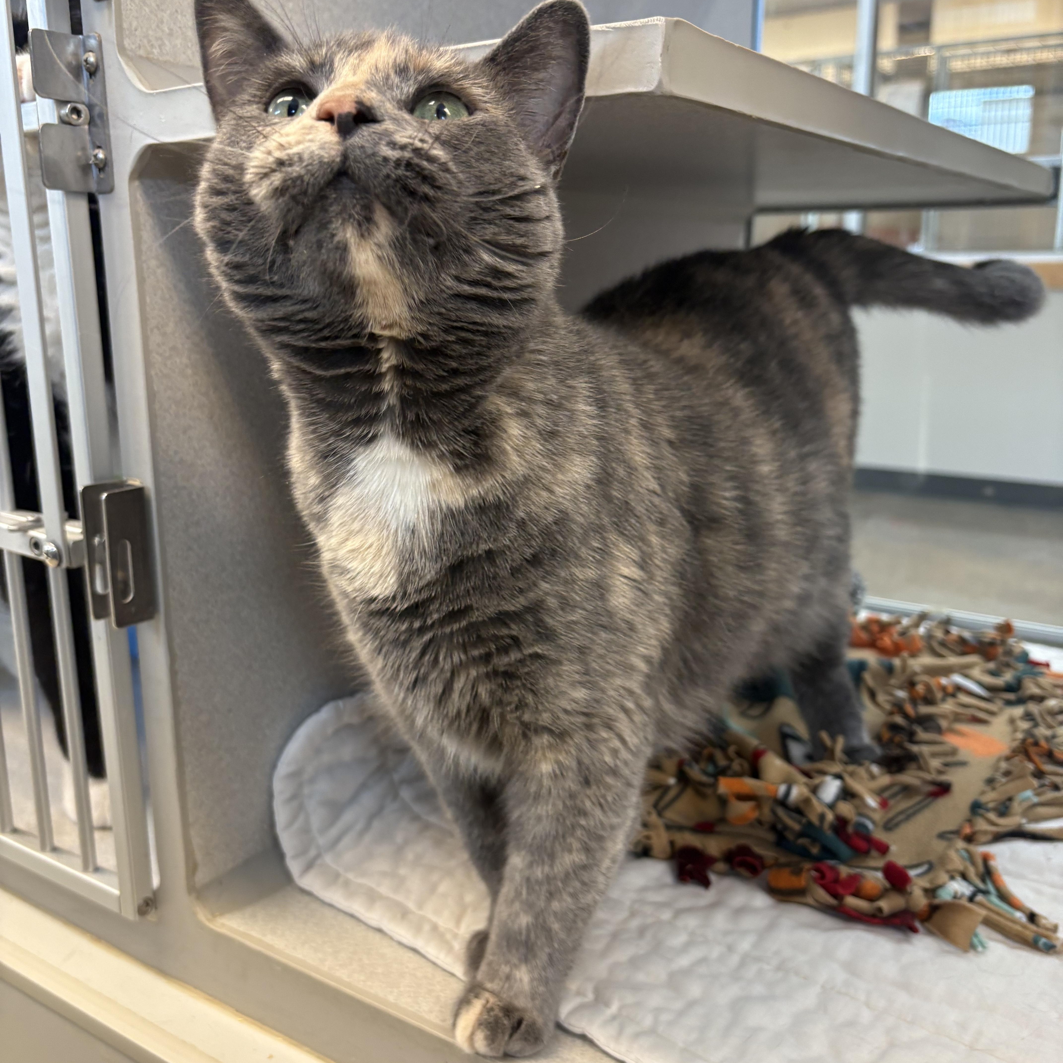 Jemmy, Adoptable, Adult Female Domestic Short Hair.