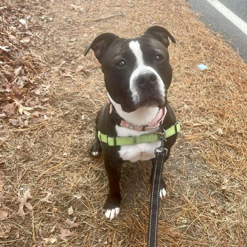 Queen, Adoptable, Adult Female American Bulldog.