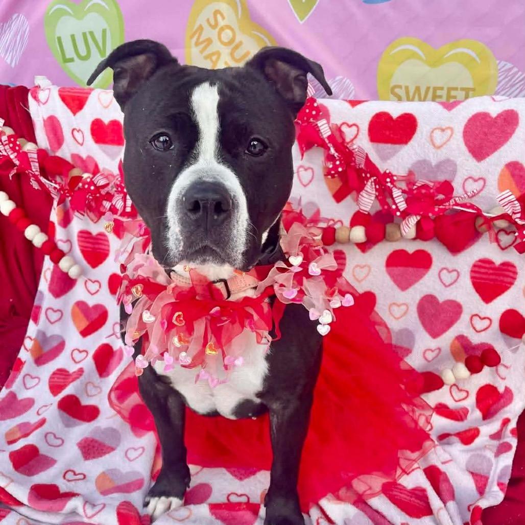 Enlarge Queen, a Adoptable American Bulldog in Newark, NJ image 1/6