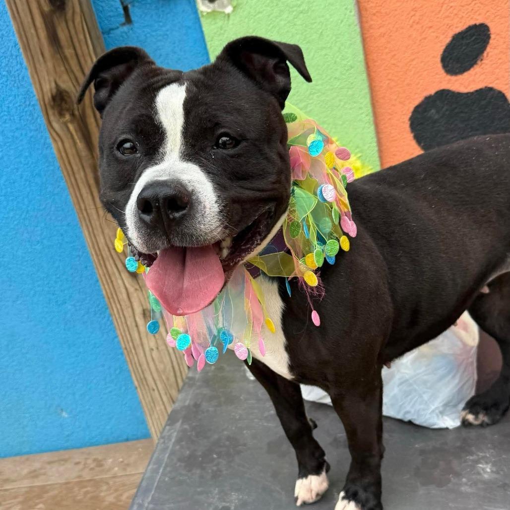 Enlarge Queen, a Adoptable American Bulldog in Newark, NJ image 2/6