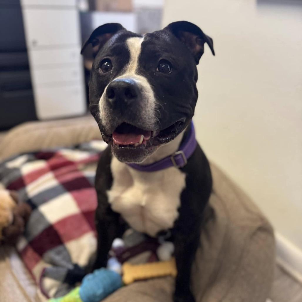 Enlarge Queen, a Adoptable American Bulldog in Newark, NJ image 3/6