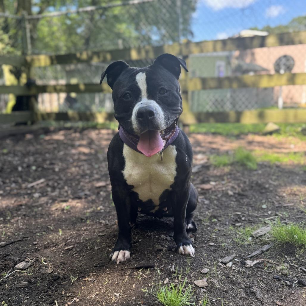 Enlarge Queen, a Adoptable American Bulldog in Newark, NJ image 5/6