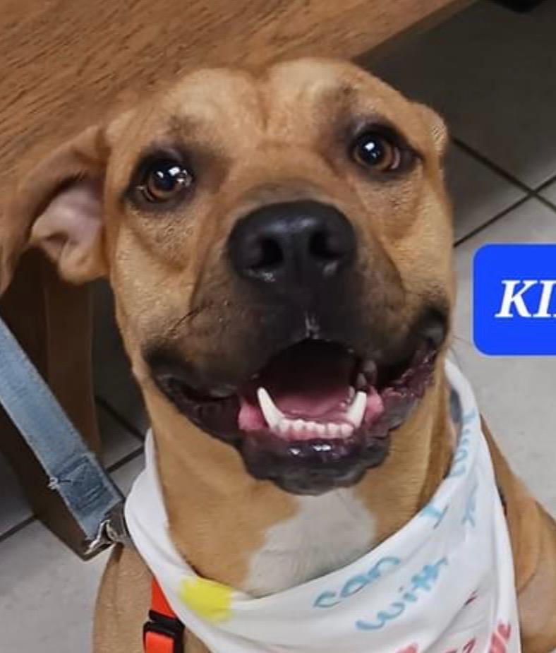 Enlarge Kirby, a Adoptable mixed breed in Fort Pierce, FL image 1/3