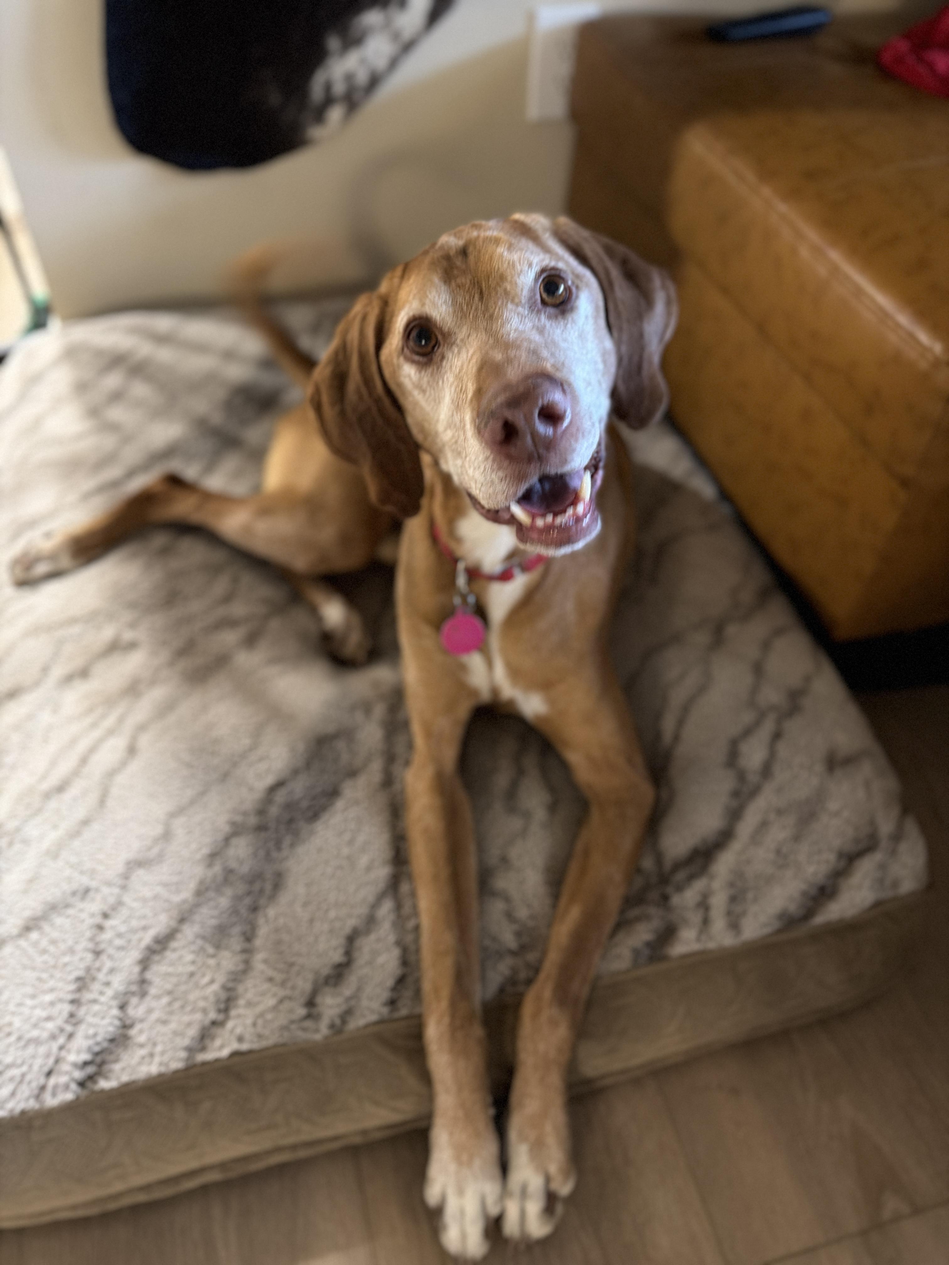 Qori, Adoptable, Adult Male Vizsla & Mixed Breed.