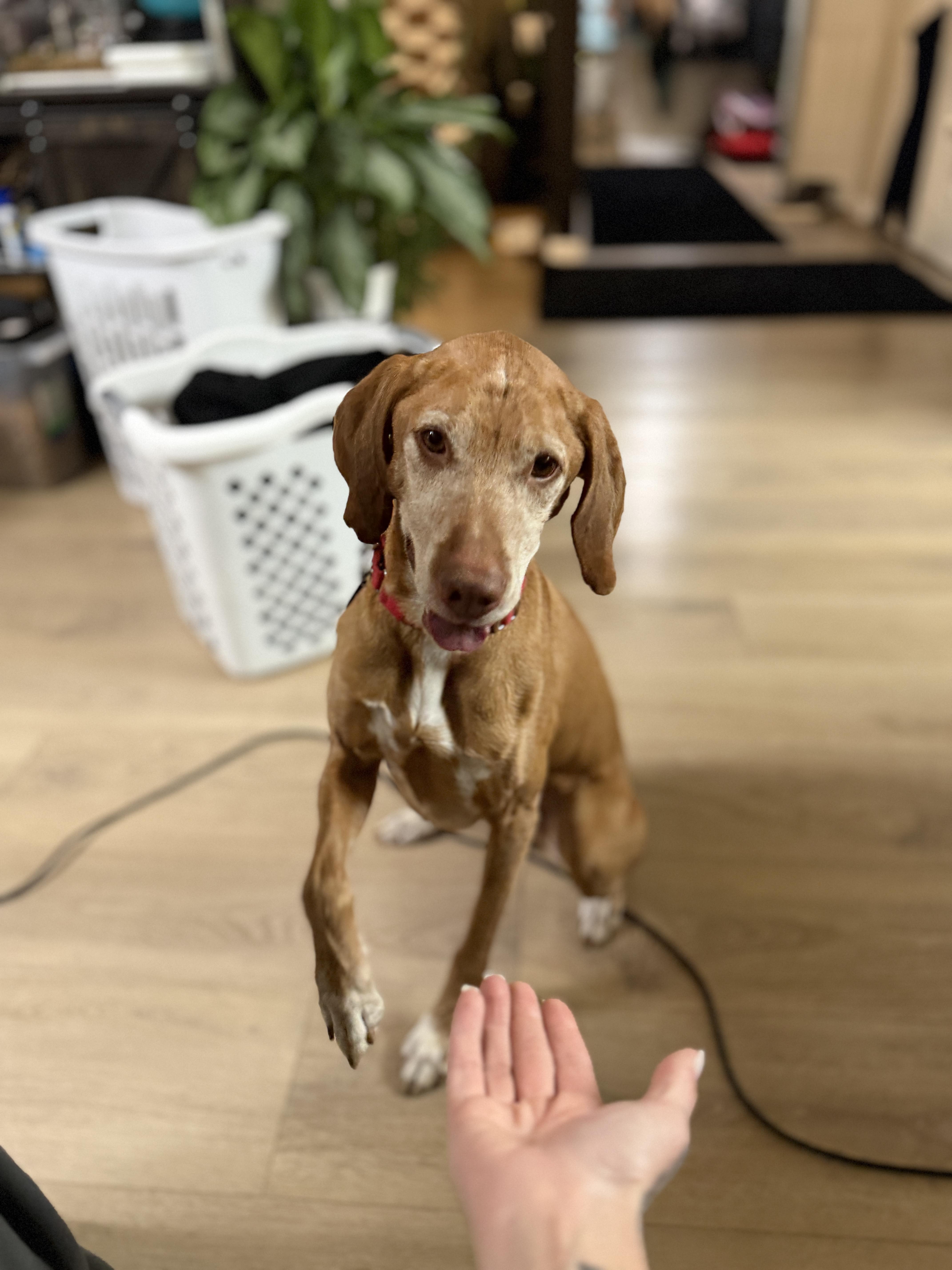 Qori — thumbnail 2