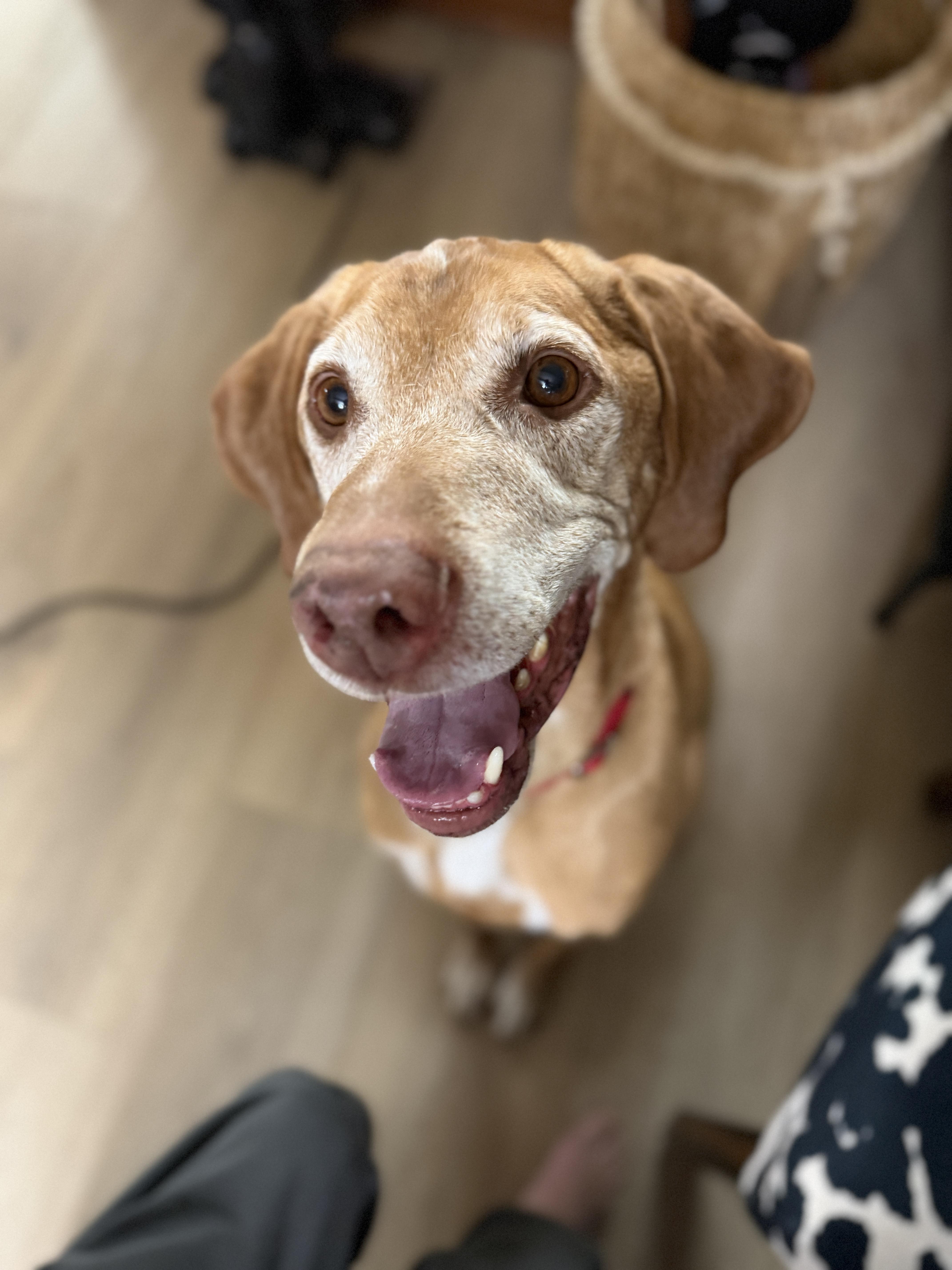 Qori, a Adoptable mixed breed in Fruit Heights, UT image 3/6