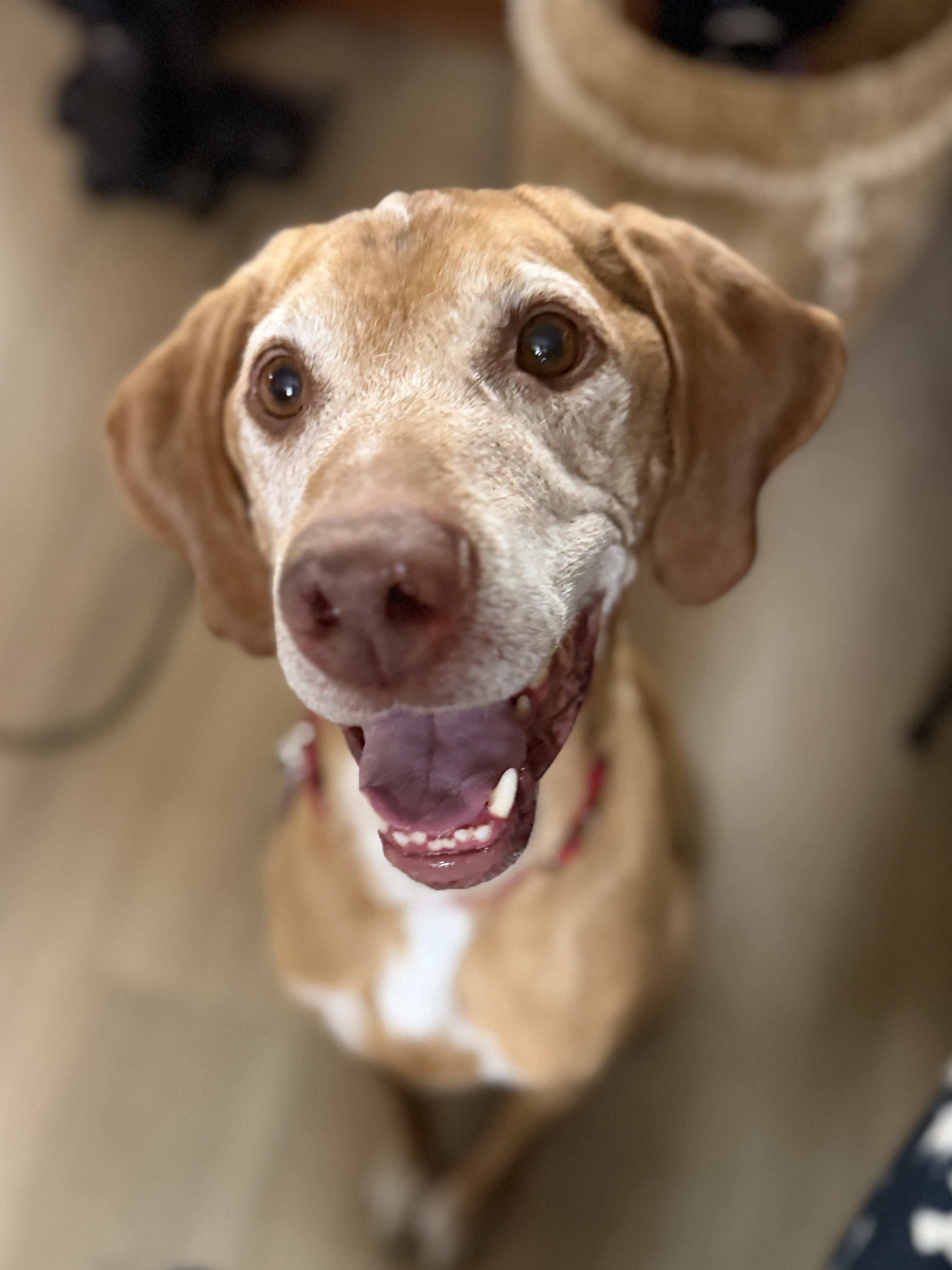 Qori, a Adoptable mixed breed in Fruit Heights, UT image 4/6