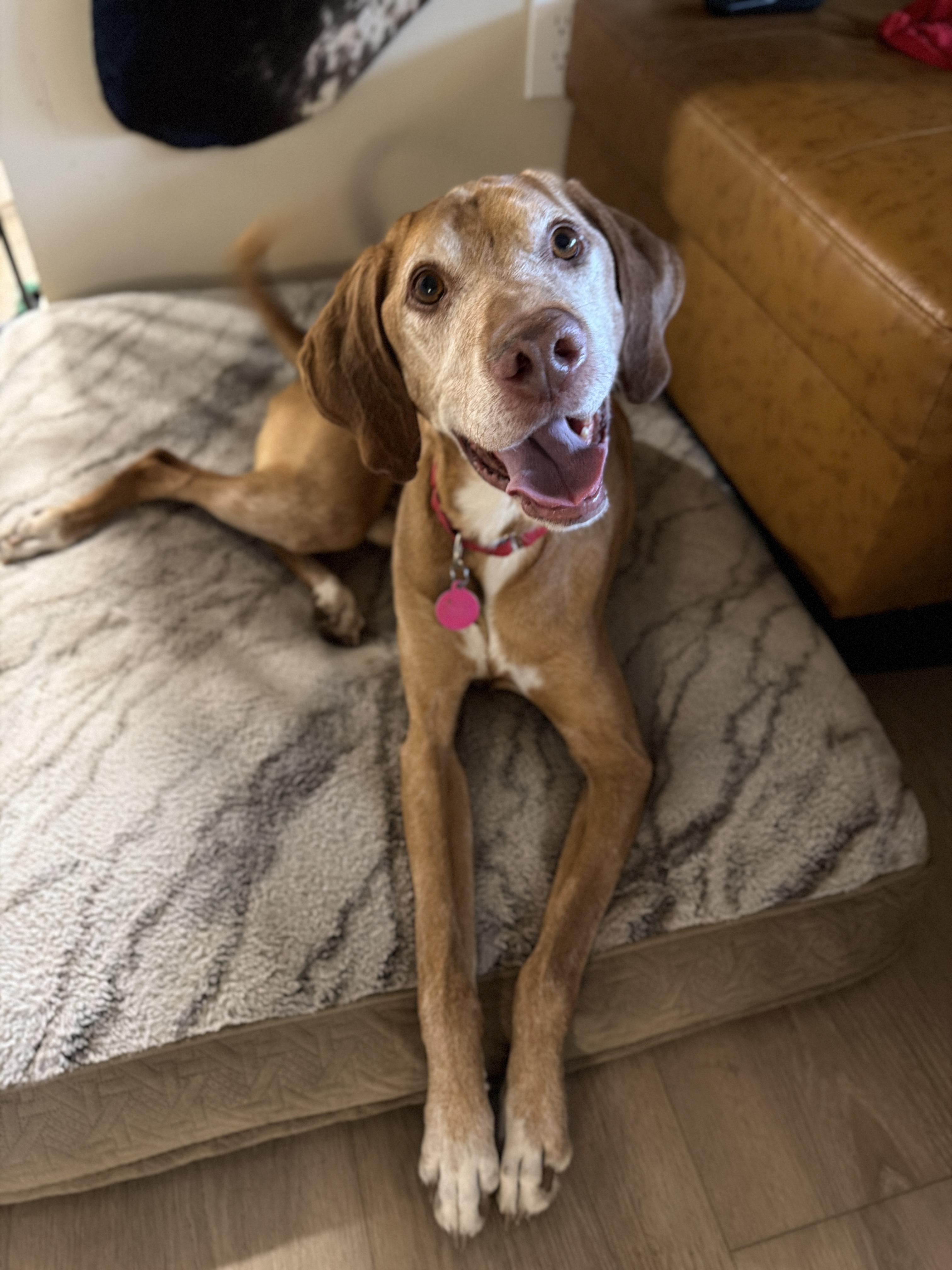 Qori, a Adoptable mixed breed in Fruit Heights, UT image 5/6