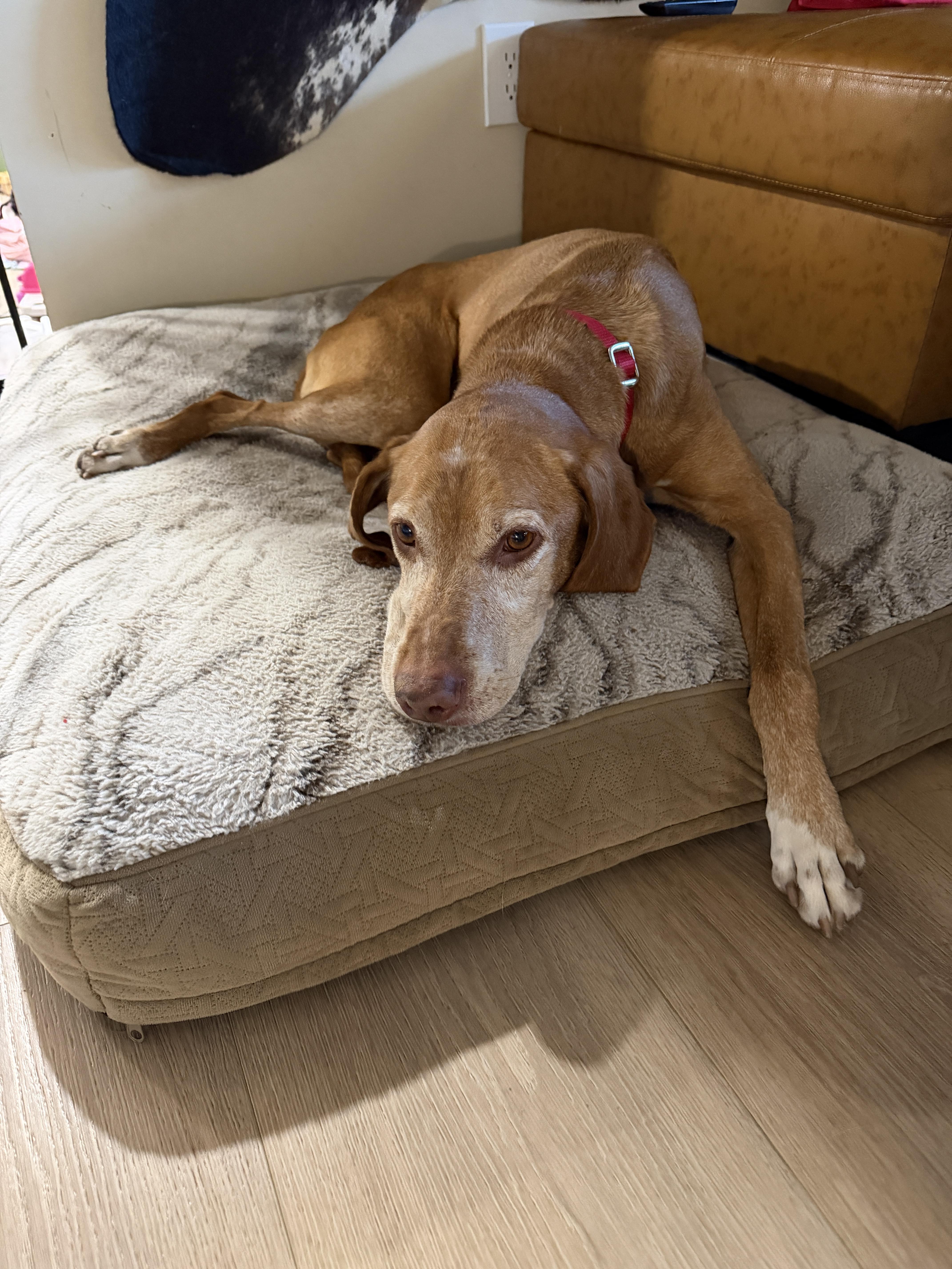 Qori, a Adoptable mixed breed in Fruit Heights, UT image 6/6